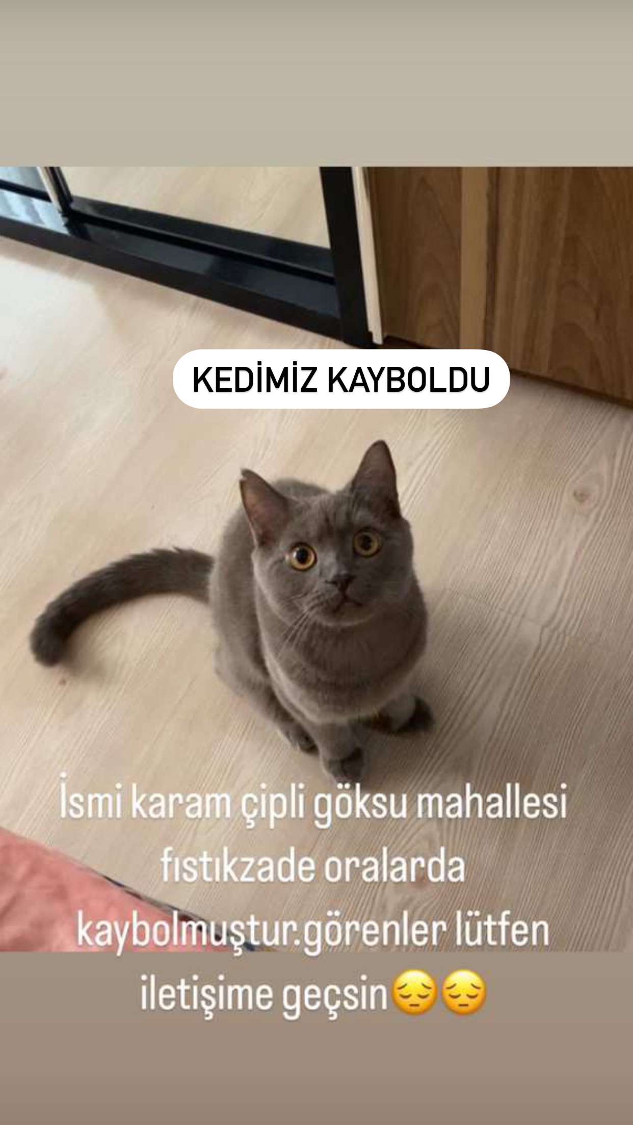 Silifke kayıp kedi