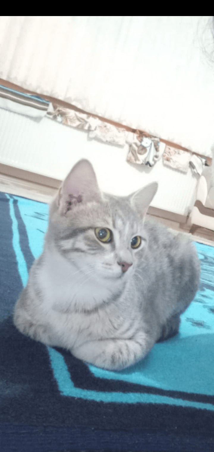 Baran Tutuş