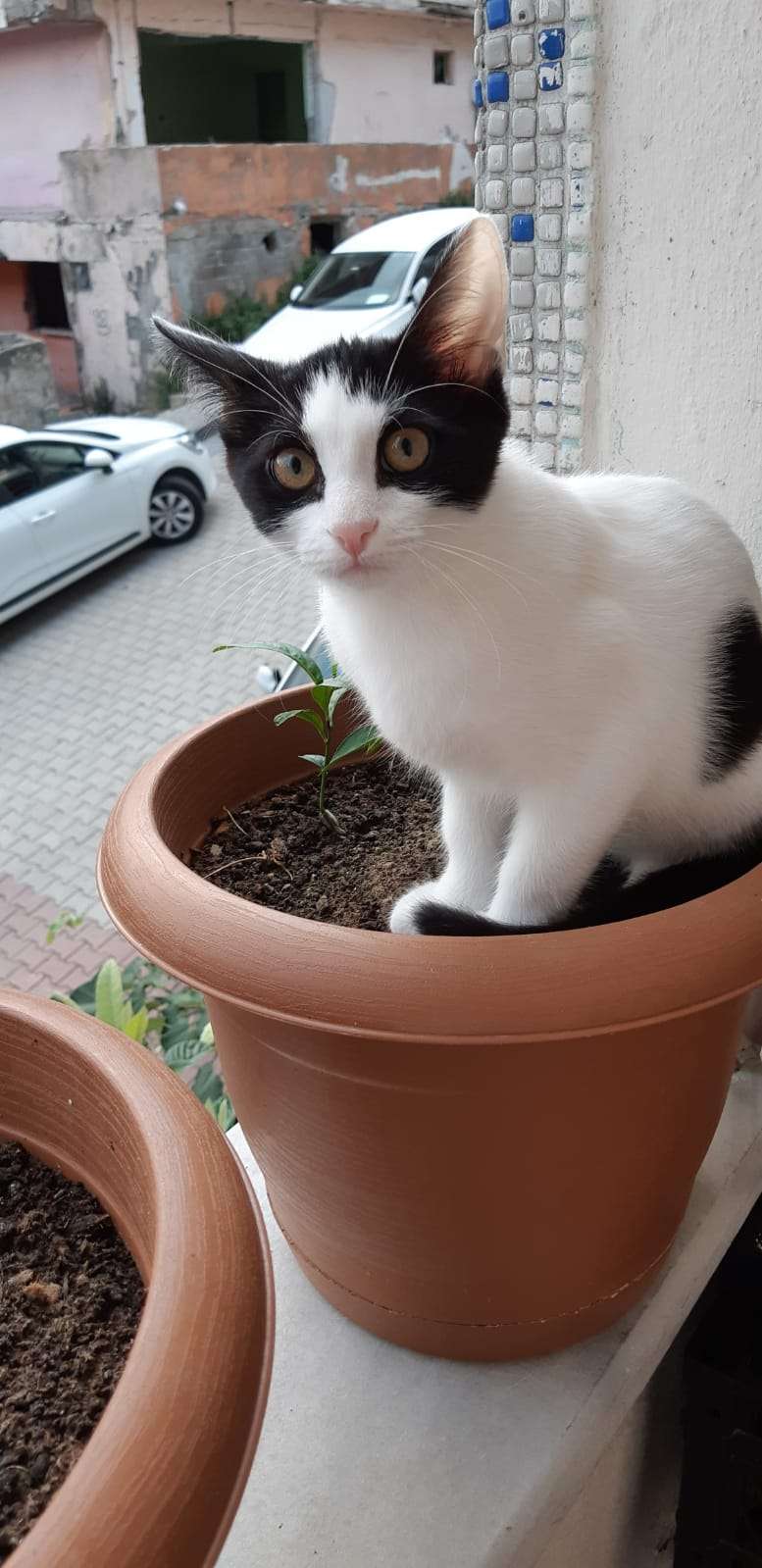 Kedim kayıp
