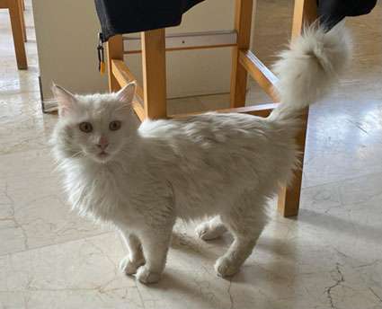 Sahibini aradığımız kedi.