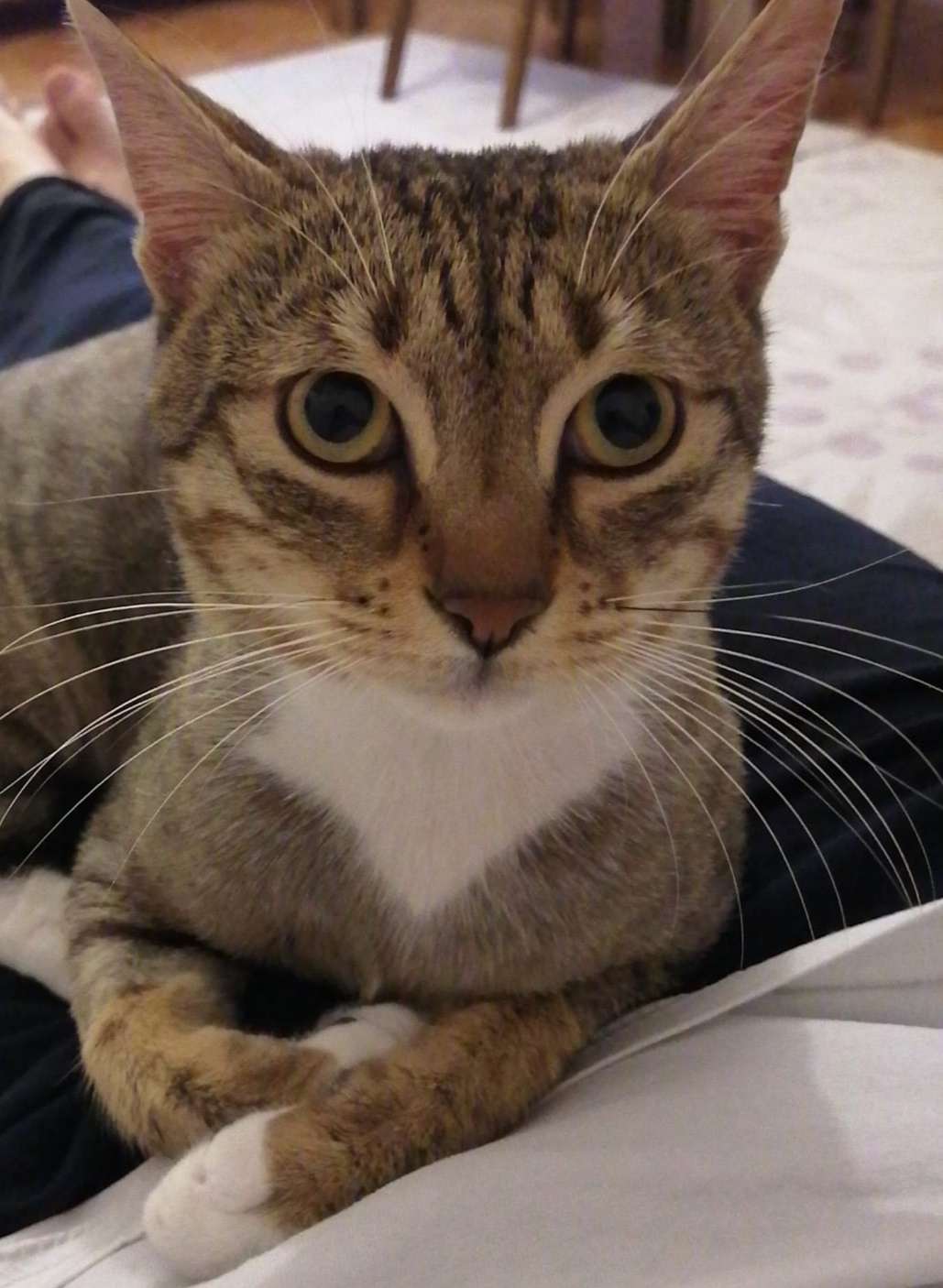 KEDİM MORTİ KAYIP!