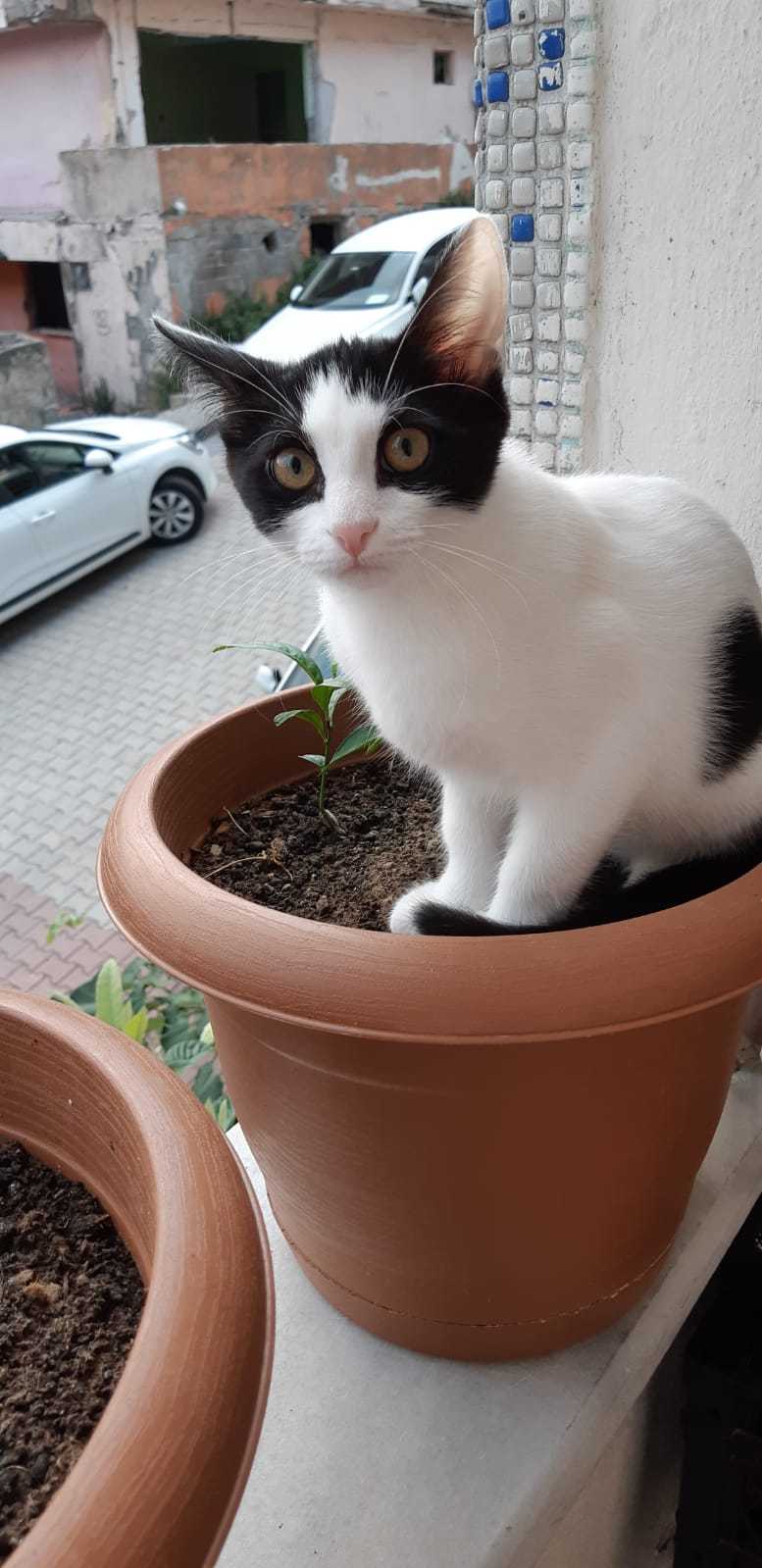 Şafak Genç