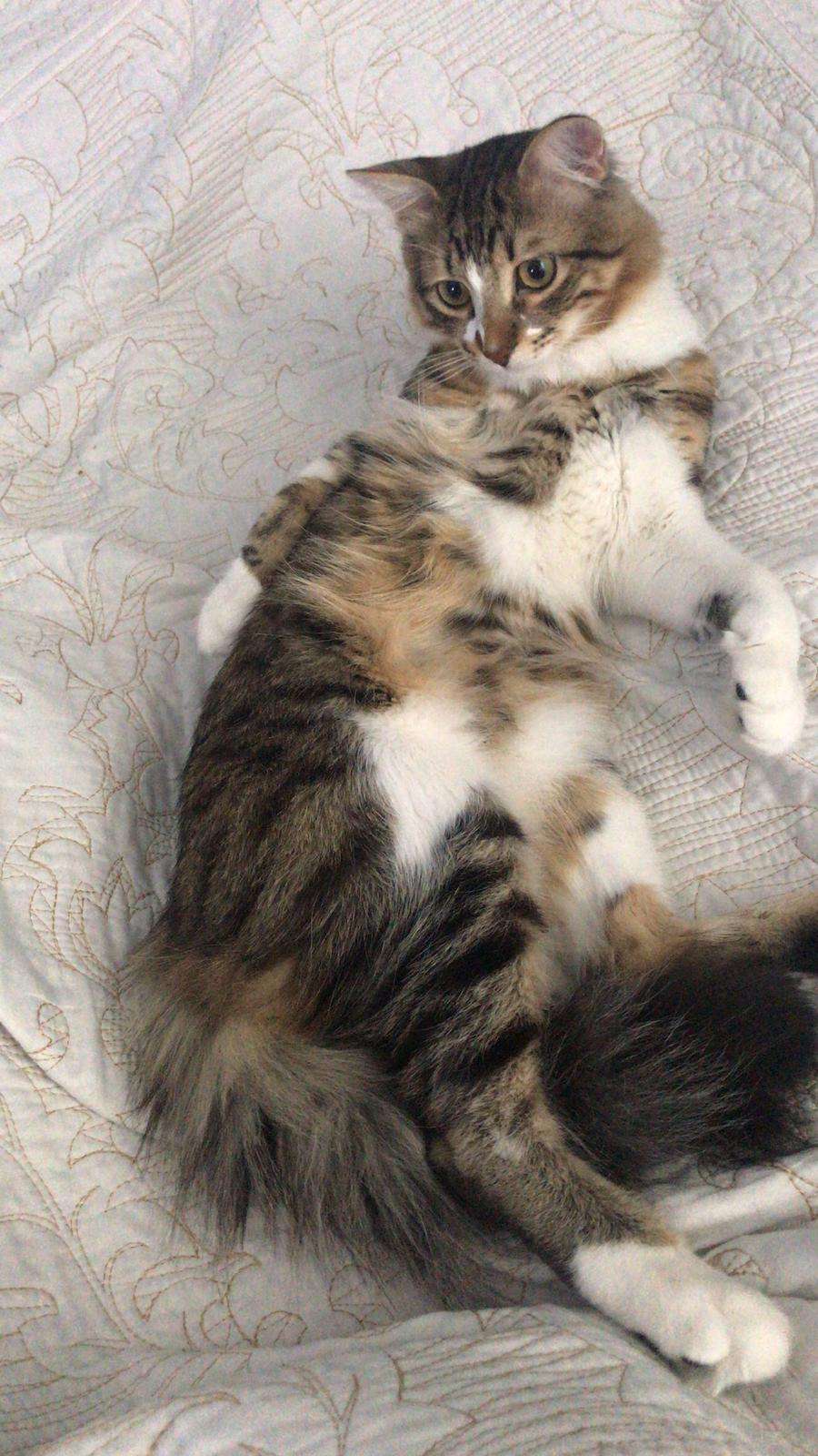 KEDİM KAYIP ÇEKMEKÖY HAMİDİYE MAHALLESİ