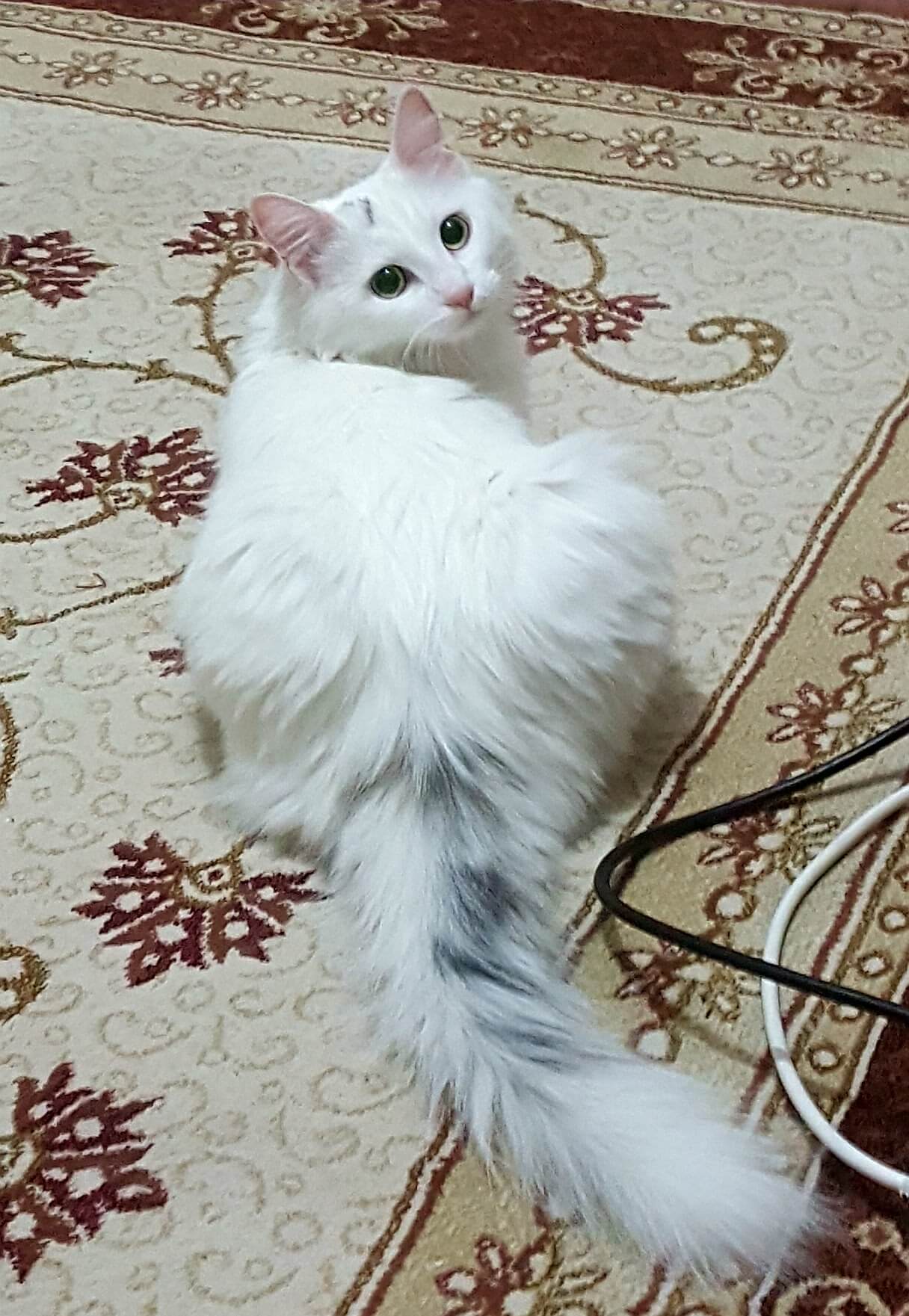 Beyaz Ankara Kedisi