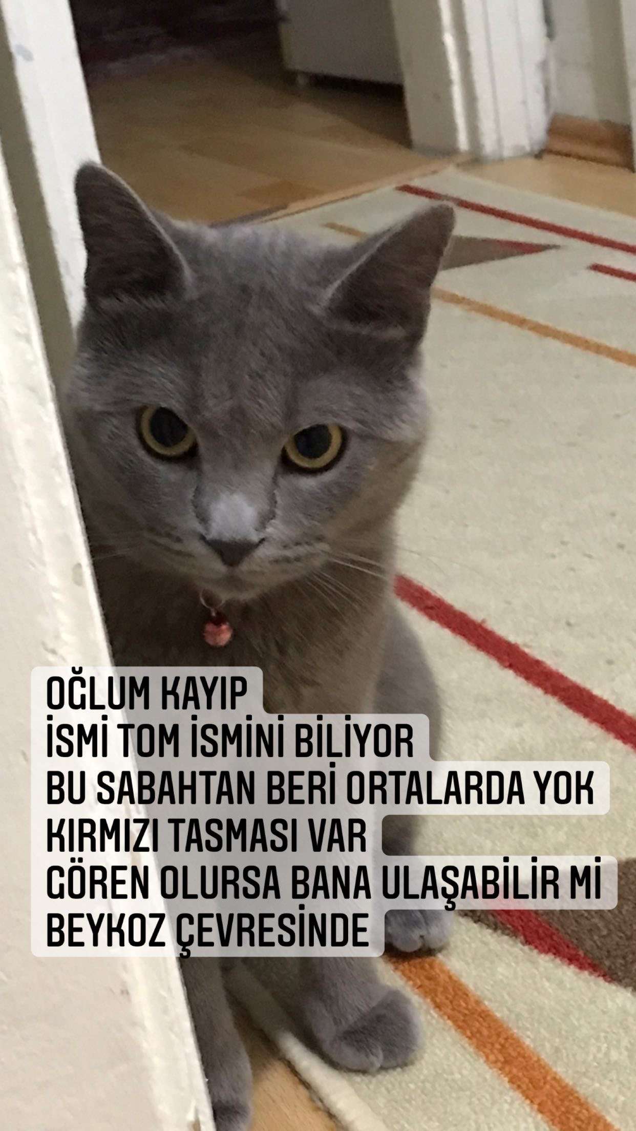 Kayıp kedi tom