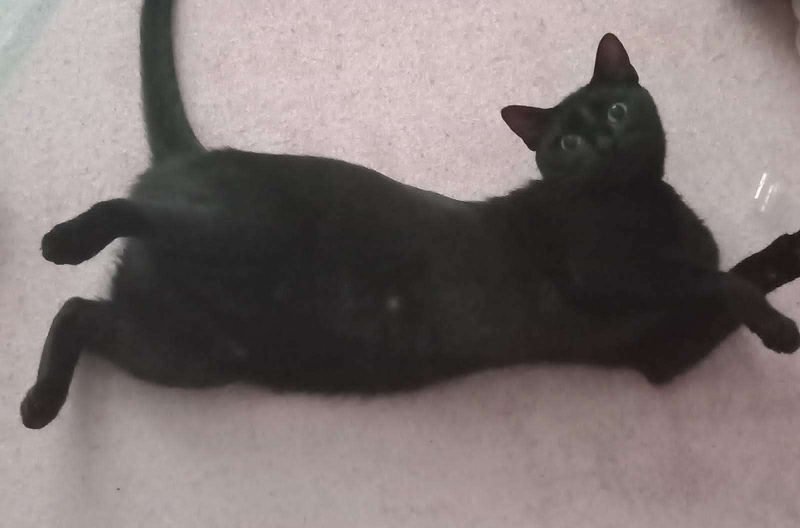 KEDİMİZ KAYIP