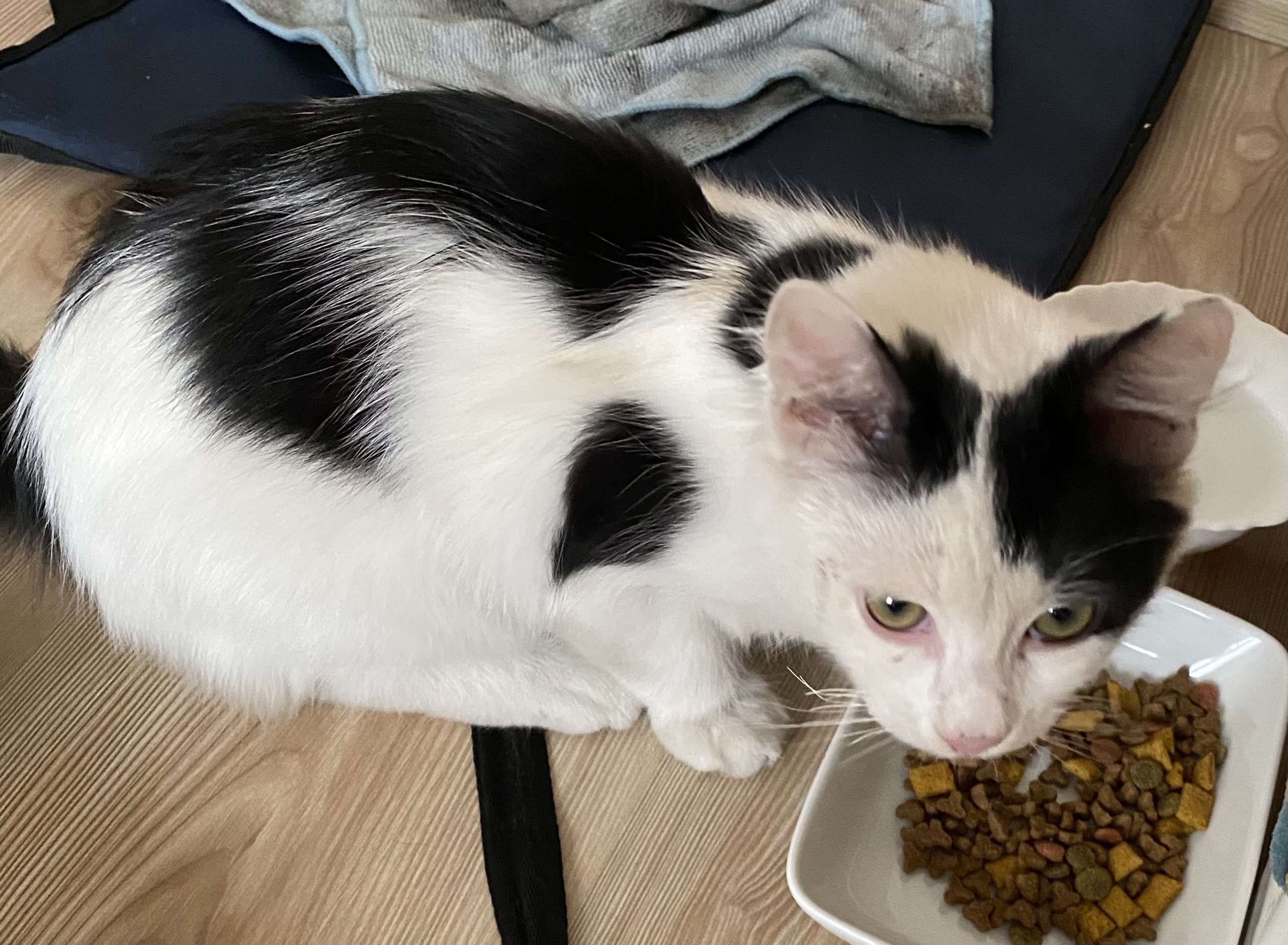Kedi bulundu Çırçır mahallesi