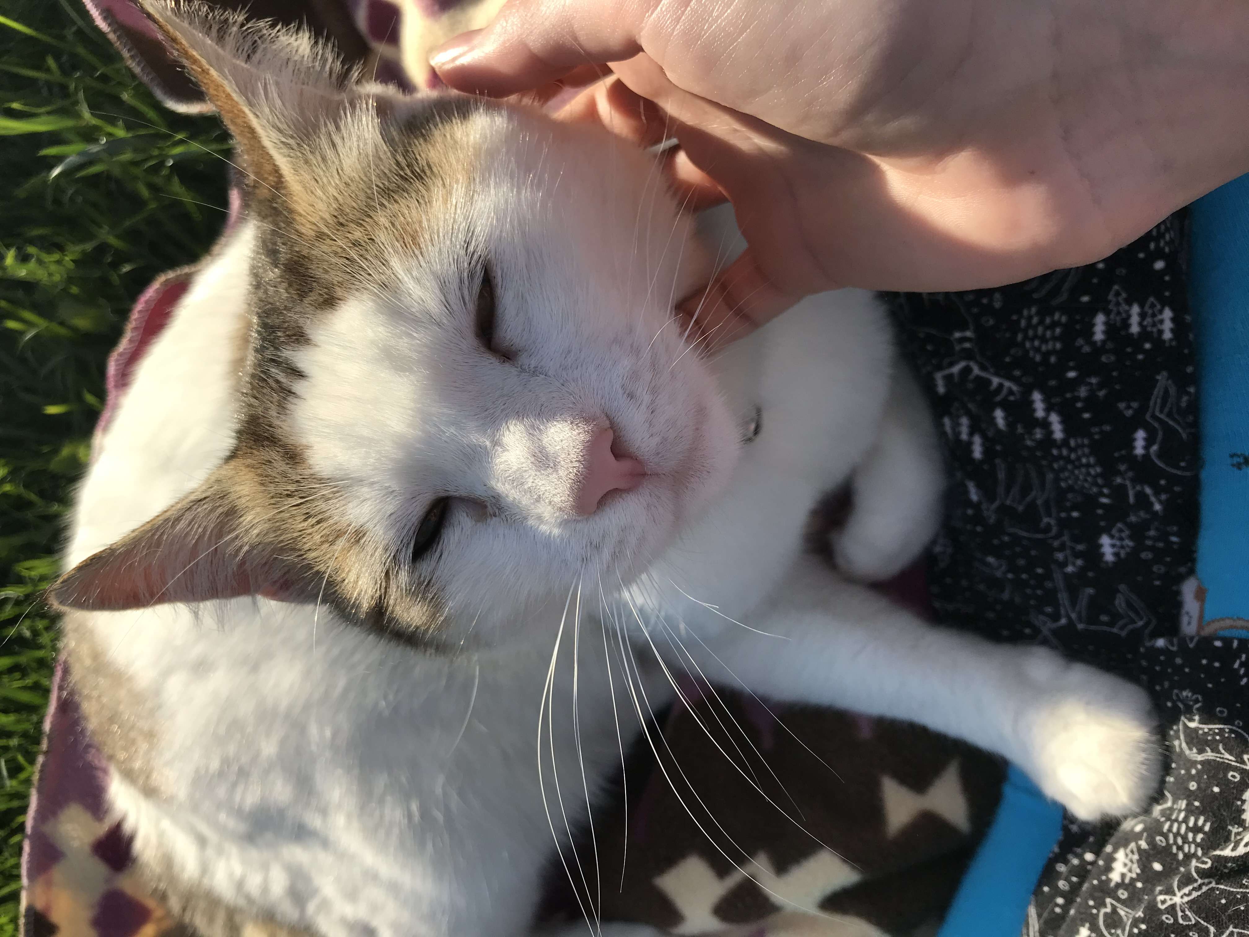 Kayıp Beyaz Kedi Pamuş Beylikdüzü Kavaklı vadi