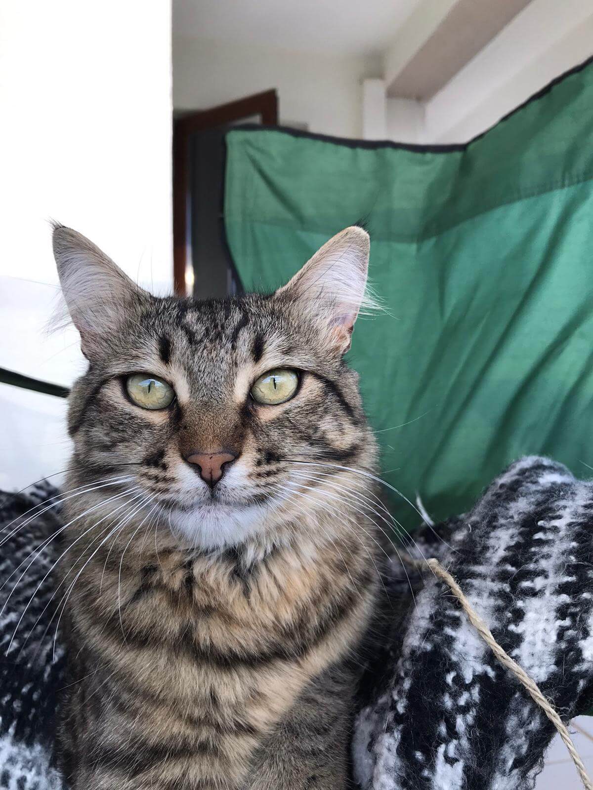 TEKİR KEDİM KAYIP