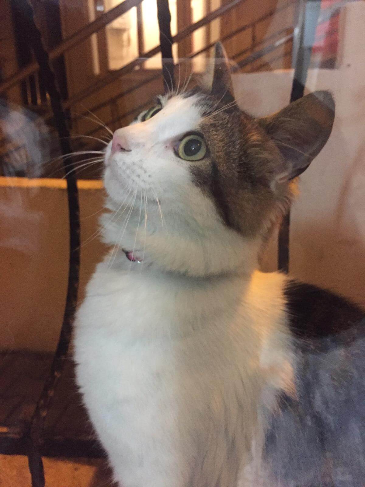 Kağıthane Hürriyet Mahallesi Savaş Sokak�ta Pembe Tasmalı Kedi