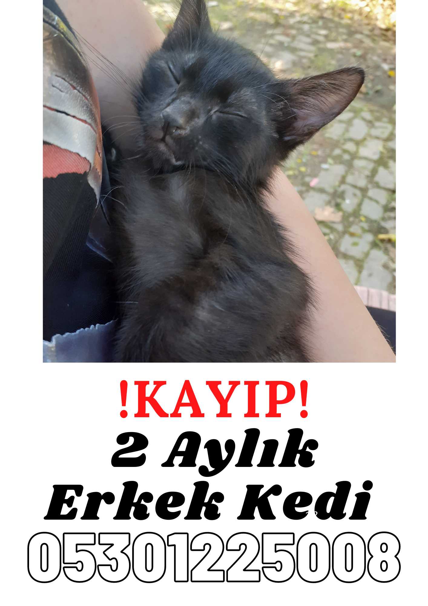 Kayıp Kedi Zeytin Gören Duyan
