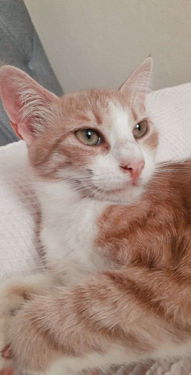 KAYIP KEDİ ACİL YARDIM!!