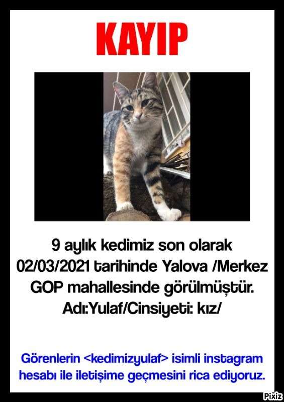 KAYIP