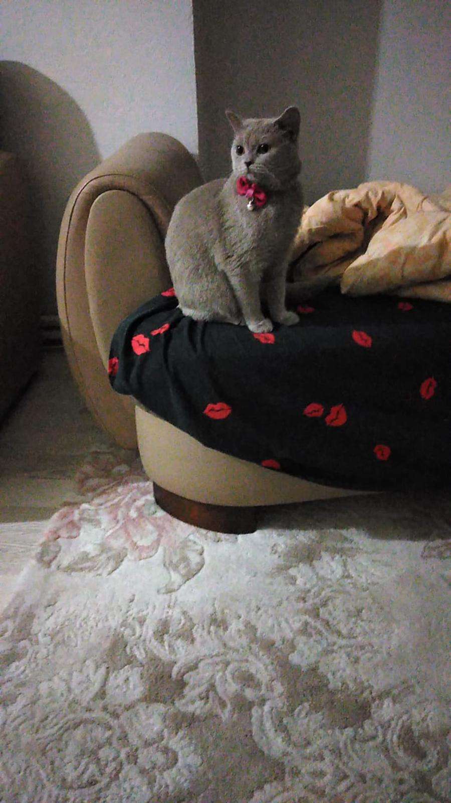KIZIM TARÇIN KAYIP