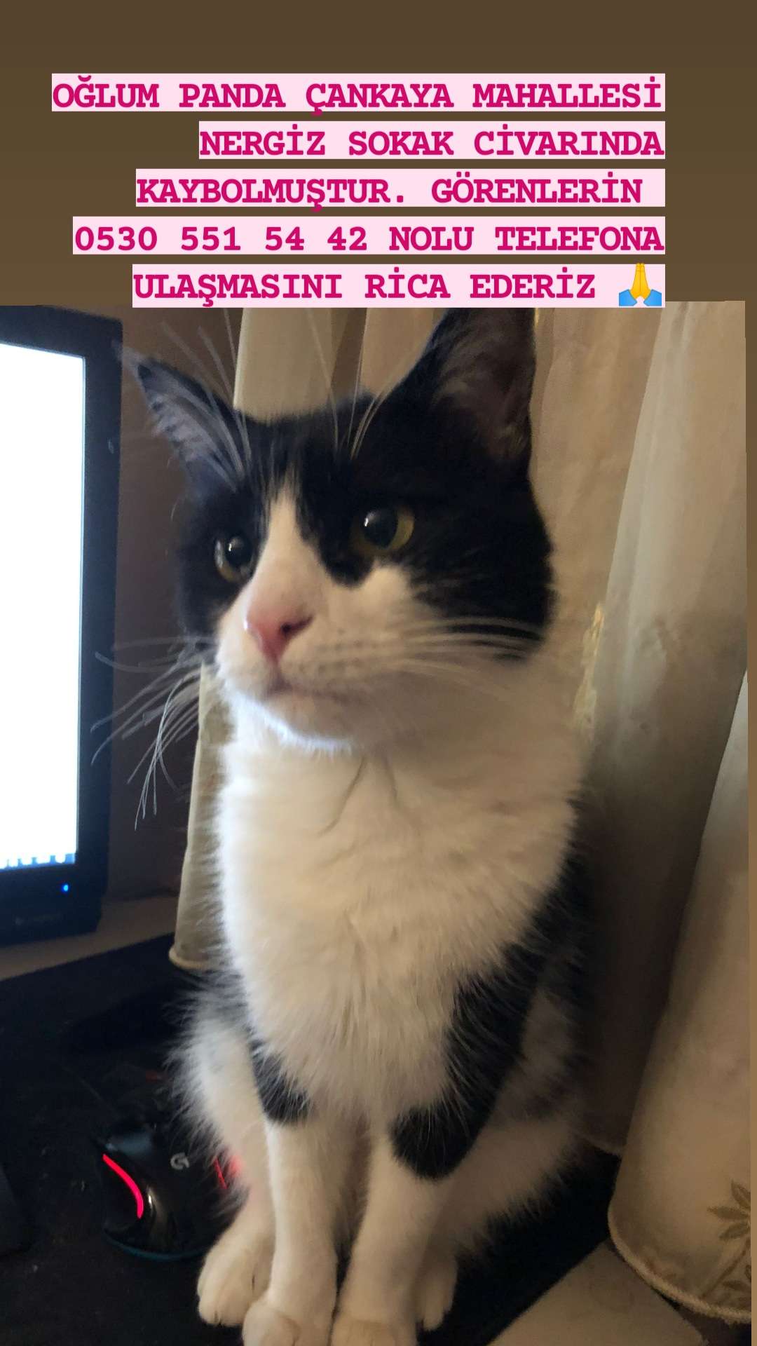 KAYIP KEDİ