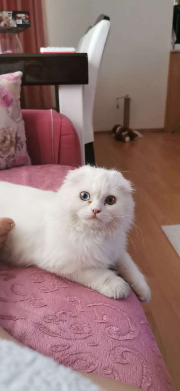 Lusie kayıp