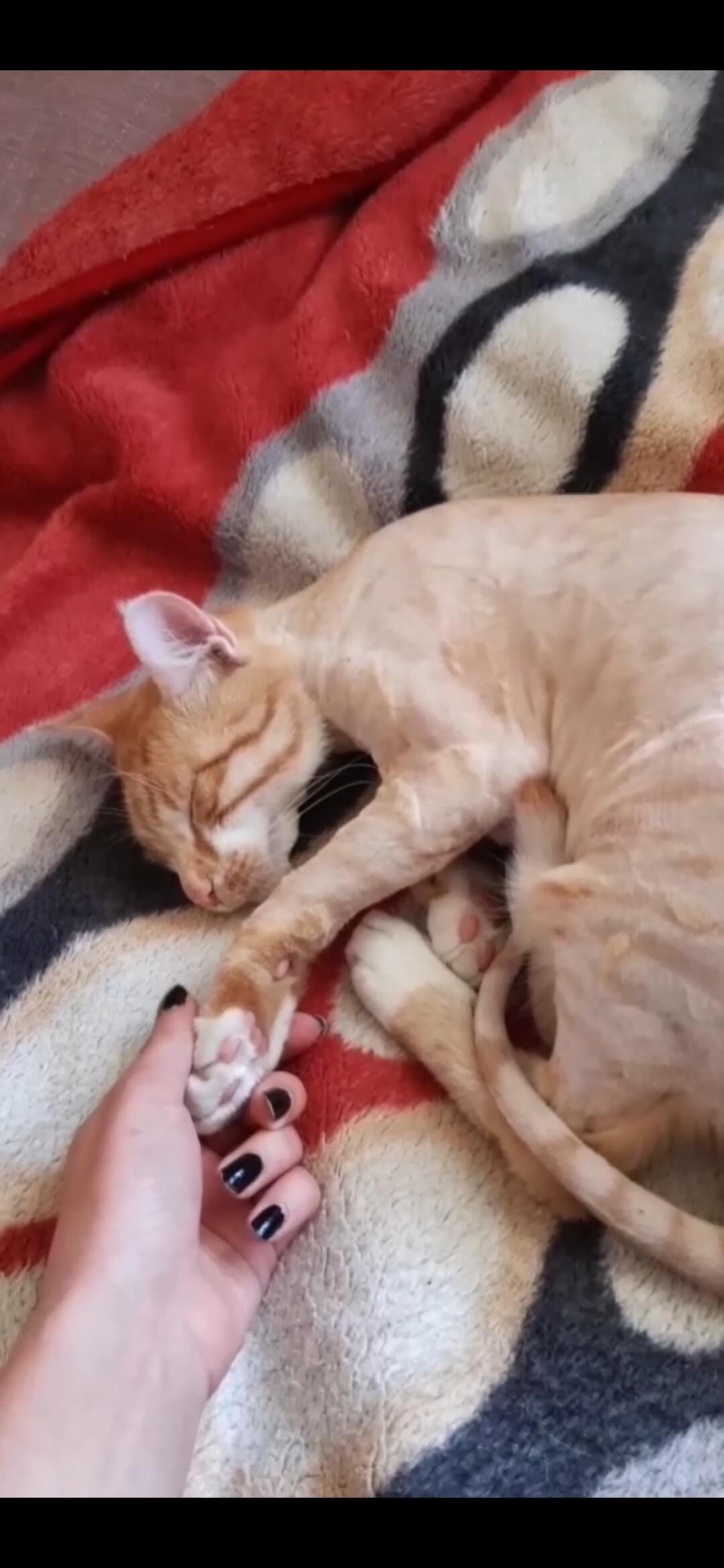 Kayip kedi