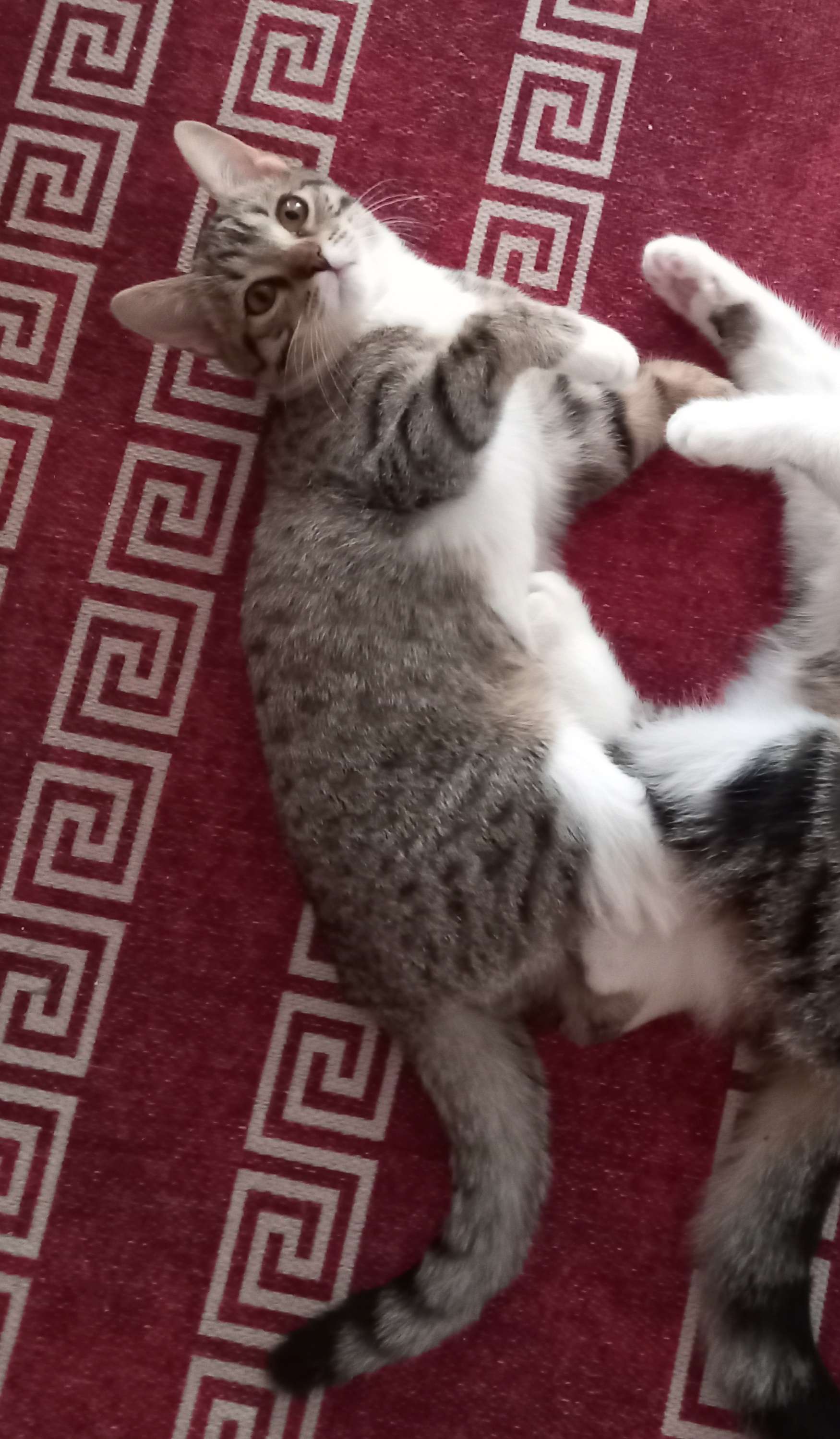 15 mayıs saat 08.00 gibi kaybolan kedi