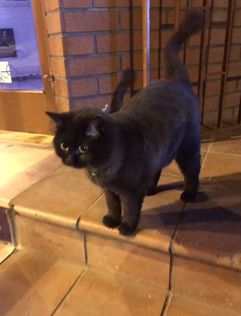 Yolda bulunan kedi