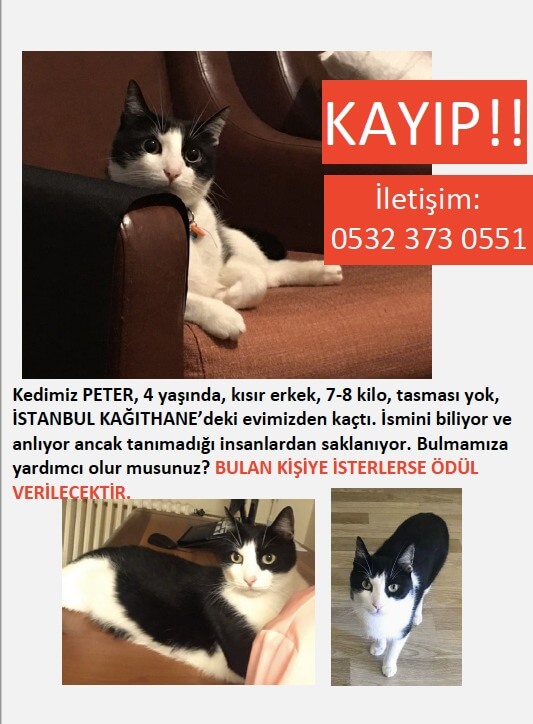 KAĞITHANEDE KAYIP KEDİ