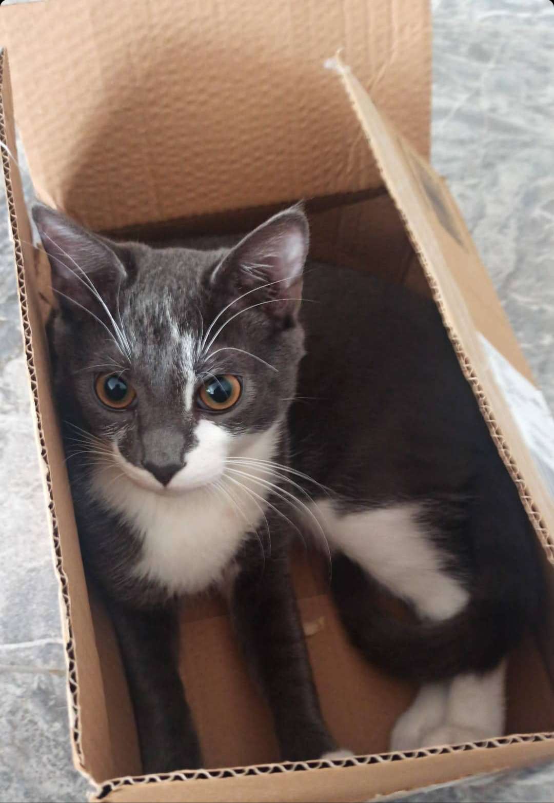 KAYIP KEDİ !
