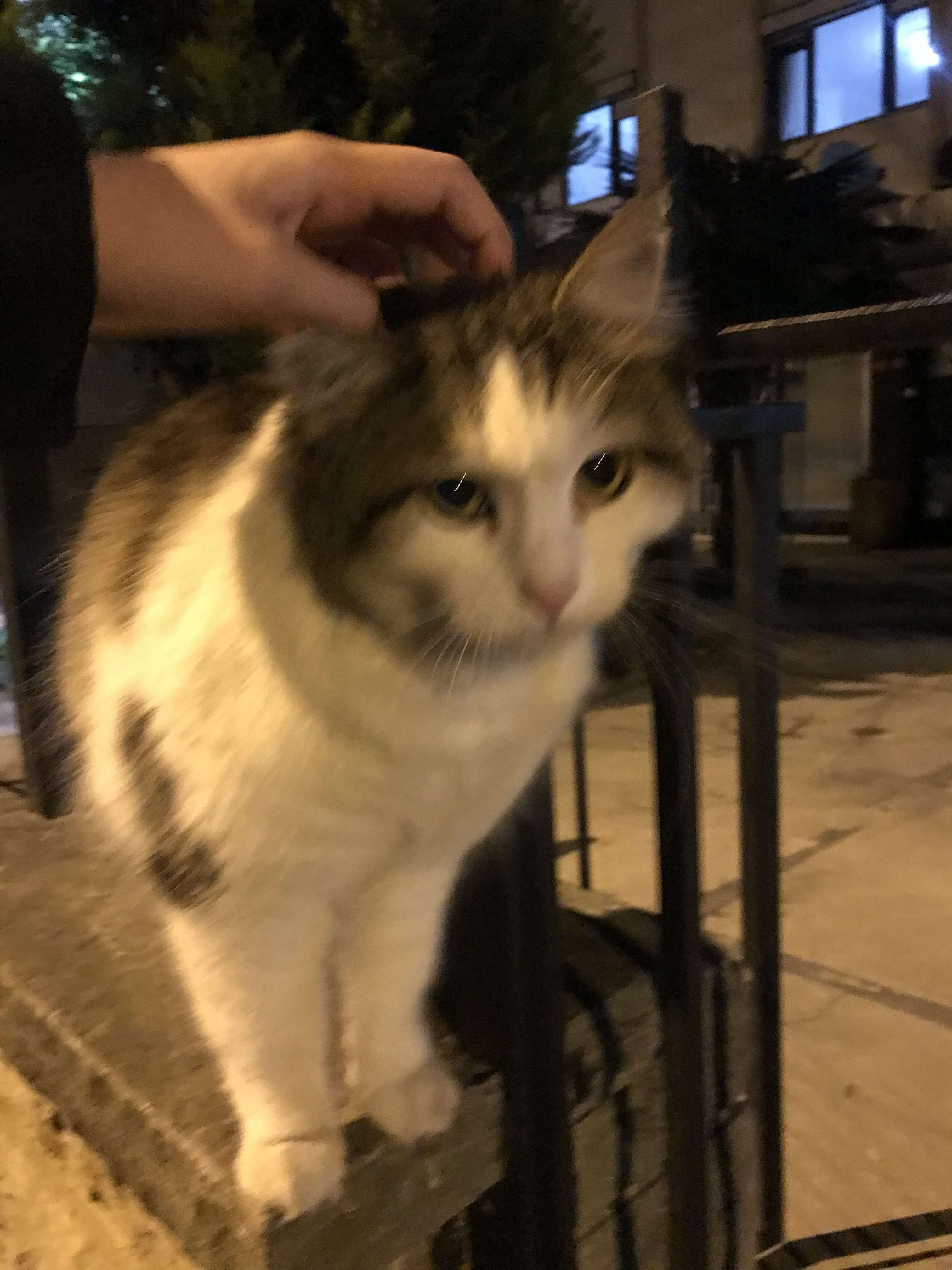 Kadıköy/Erenköy Sahibi Aranıyor !!!