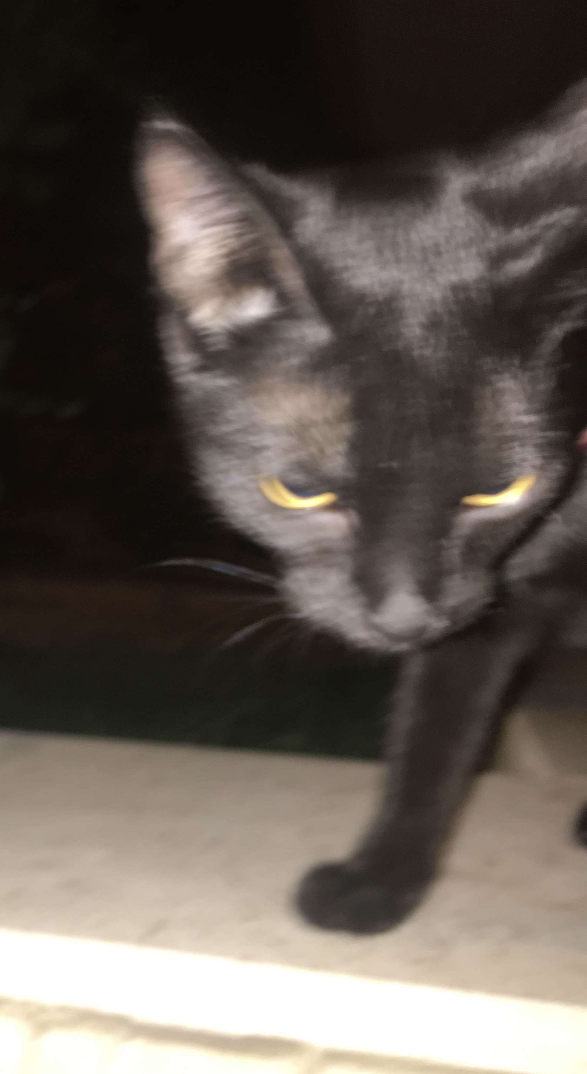 Kayıp kedi aydın