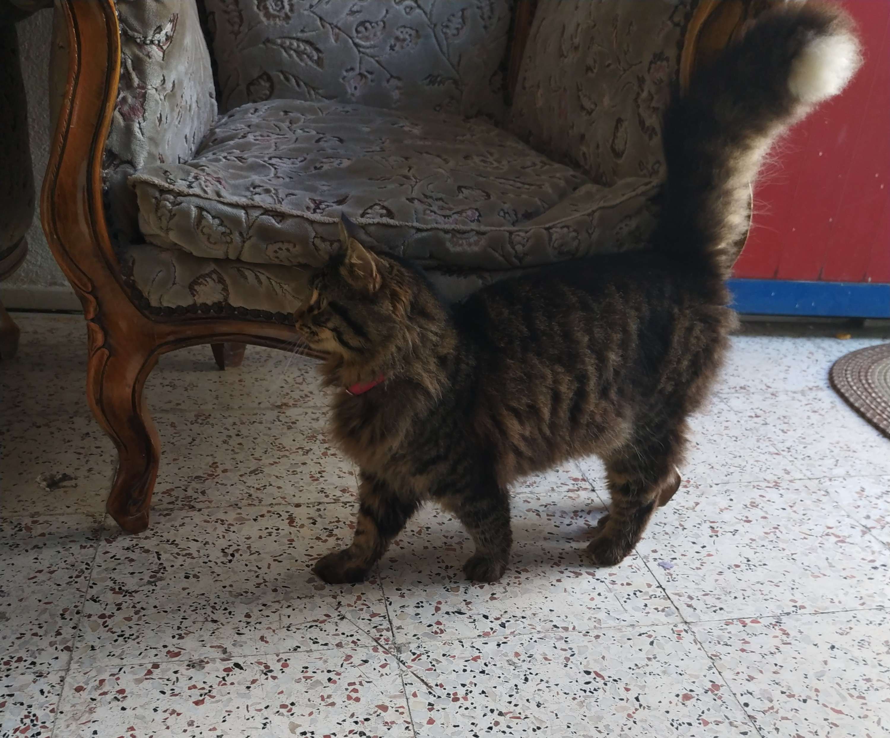 Bornova Atatürk mahallesi kayıp kedi İlanı 5015 Gören Duyan