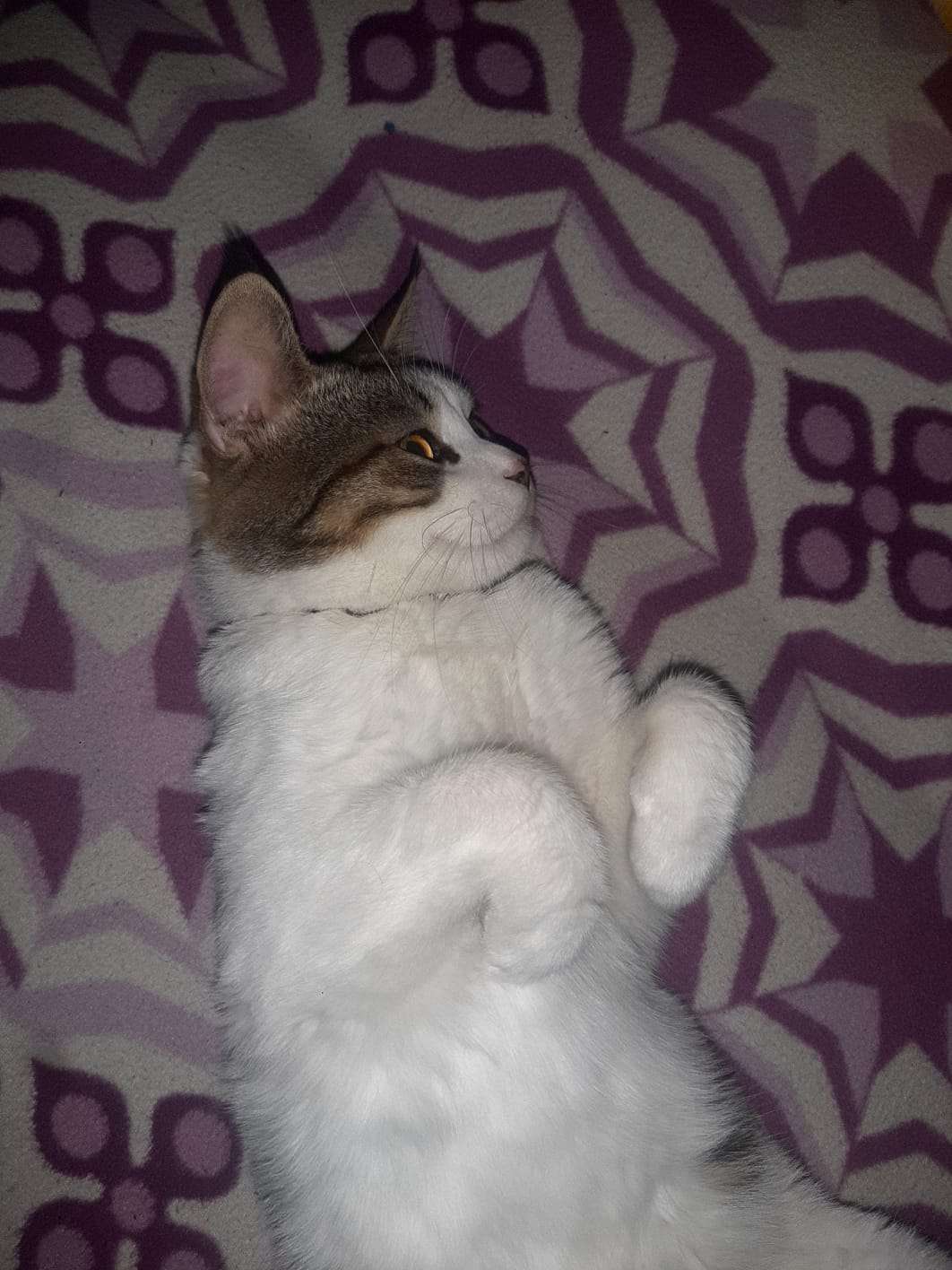 Kayıp
