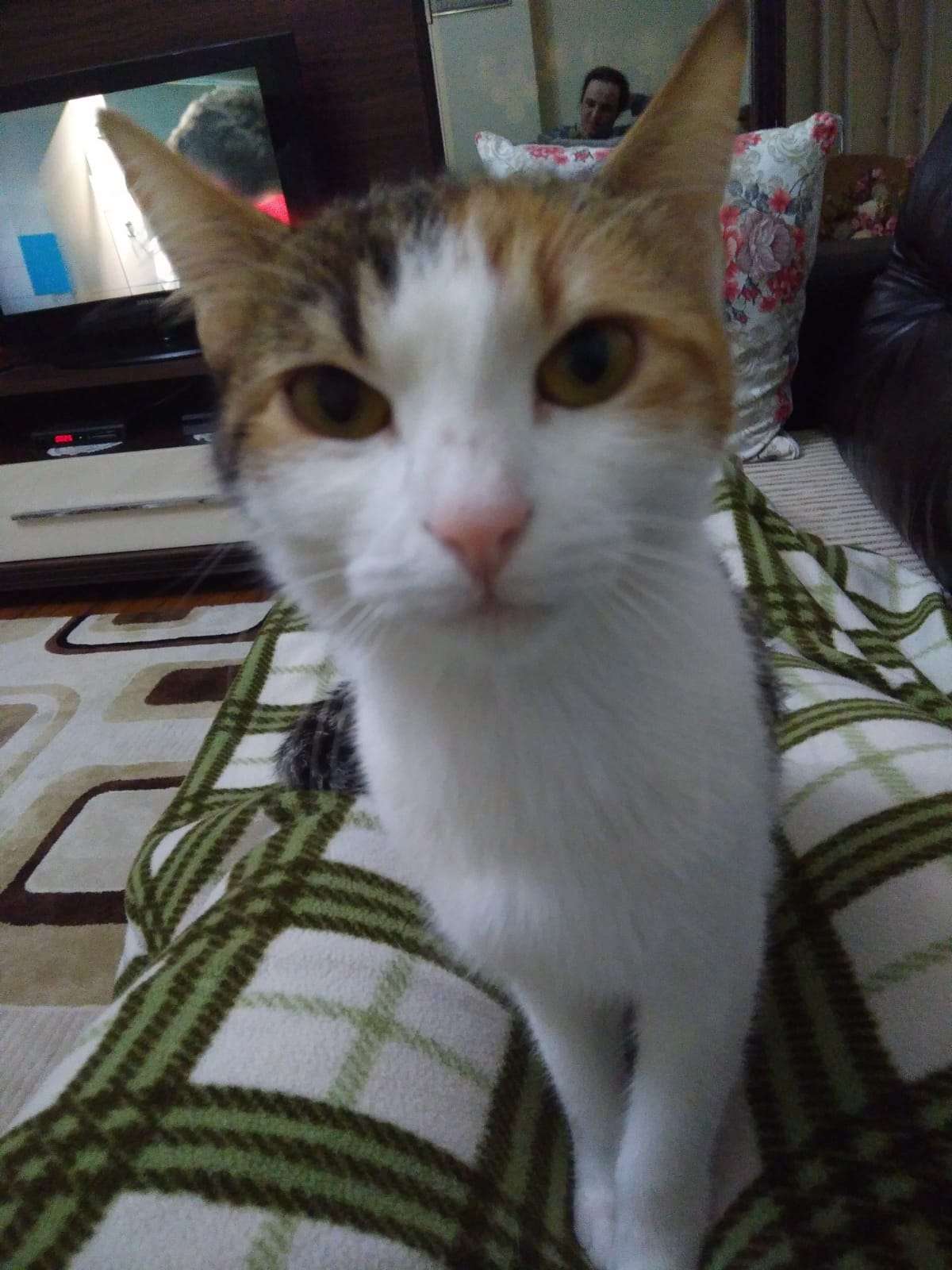 Kedimiz kayıp