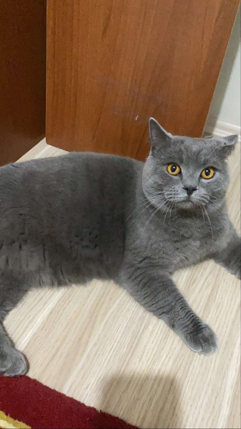 Kayıp Kedi Ödül Verilecek