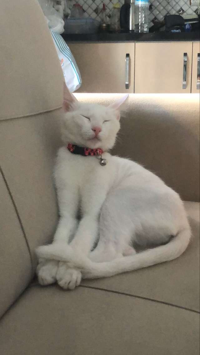 Koko Kayıp
