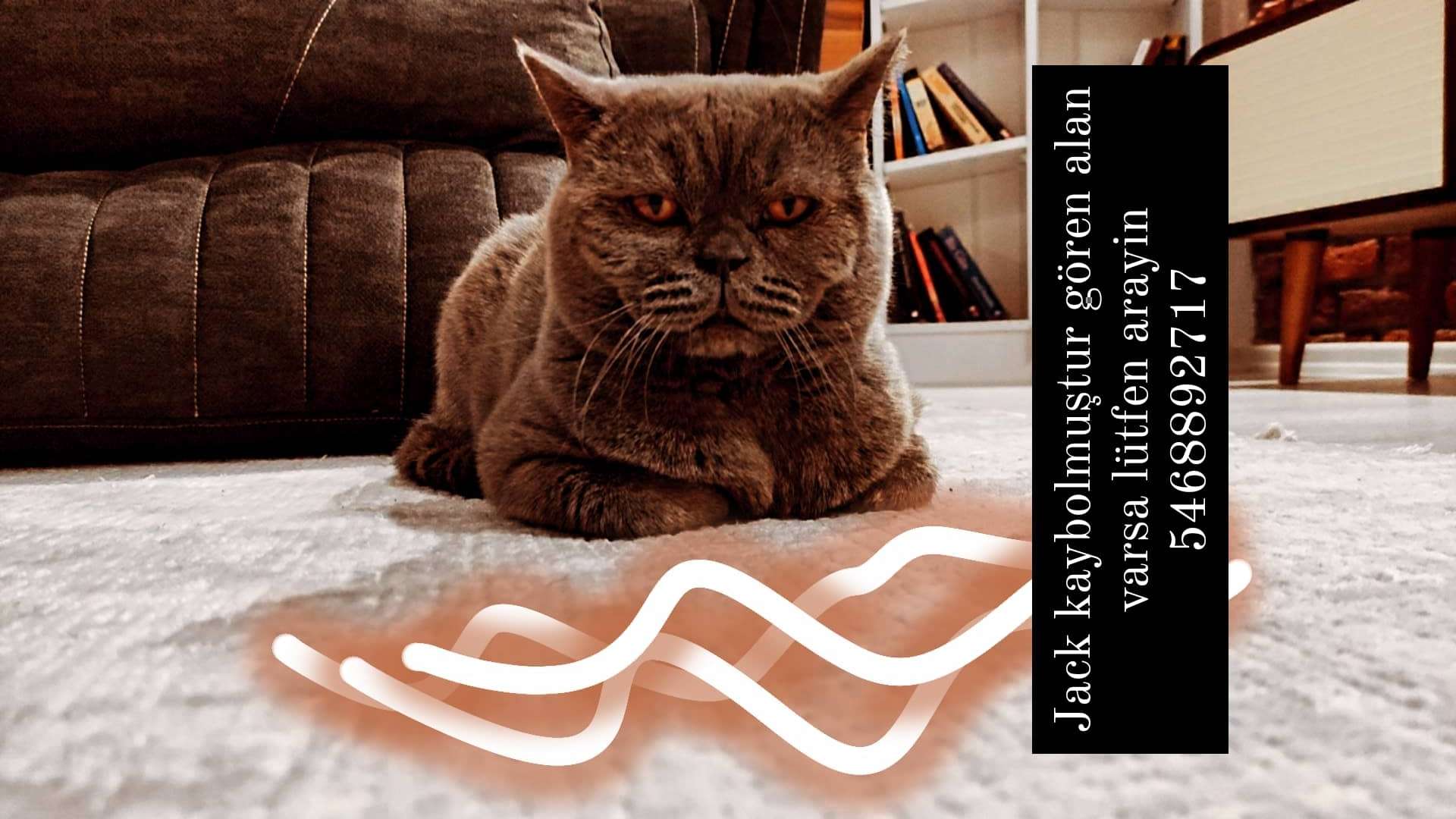 Kayıp kedi