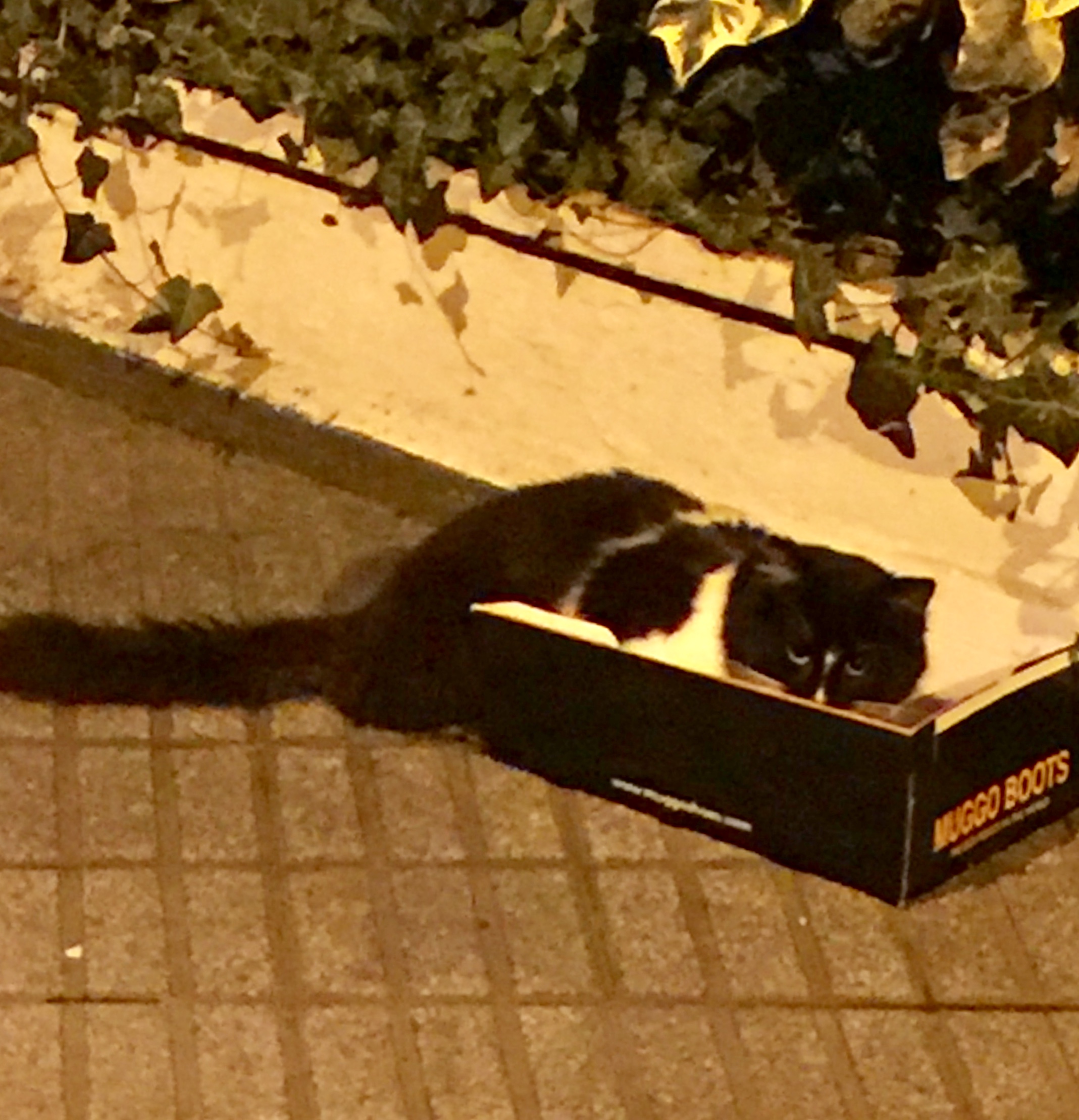 Şişli mim kemal caddesinde evden kaçmış olabilir