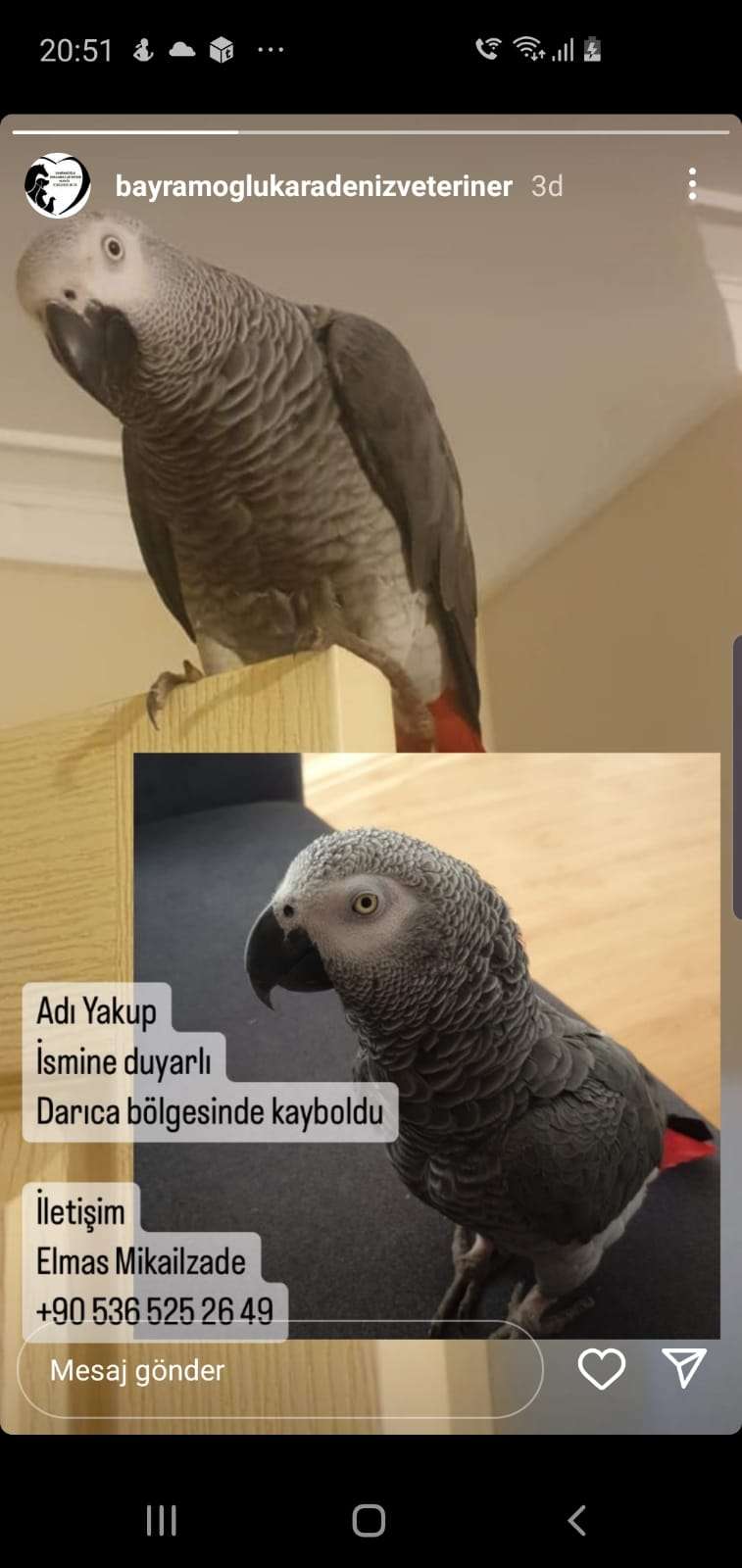 Jako papağan kayıp