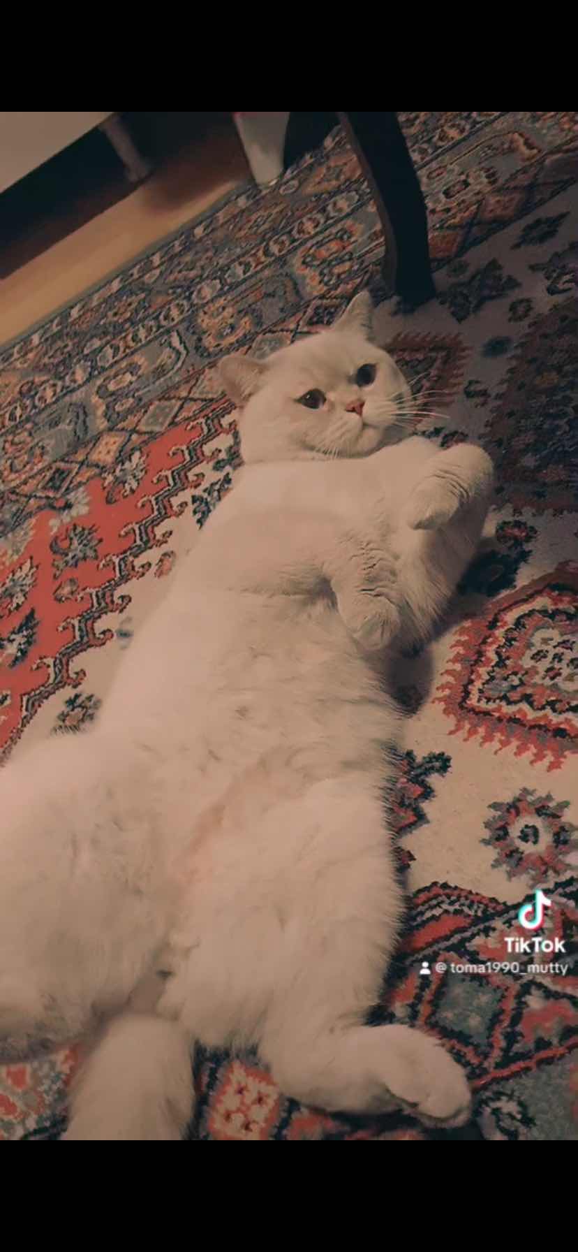  Ankara Çankaya cinsi British scottish kedim kaybolmuş
