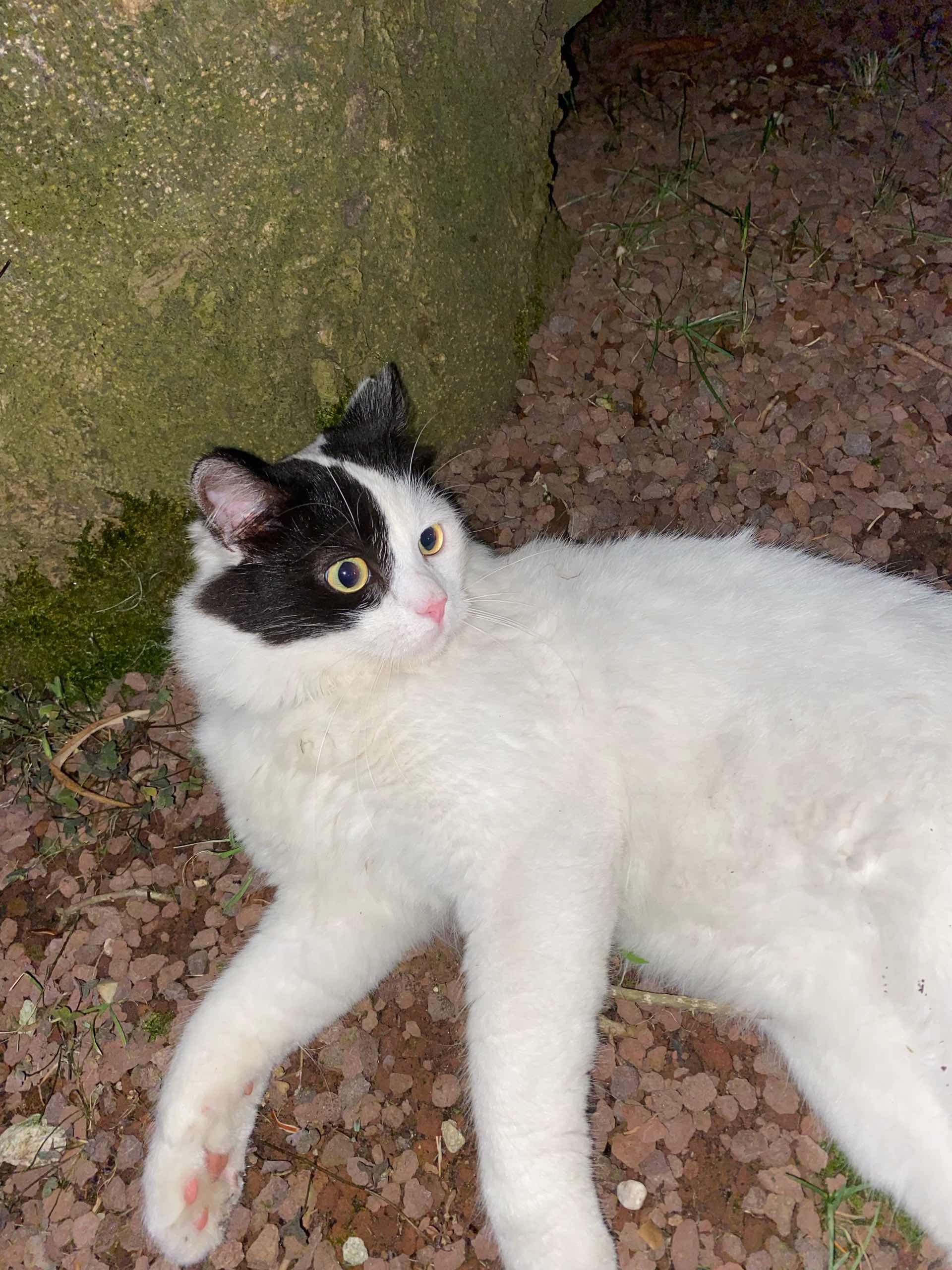 İstanbul Sarıyer’de Siyah Beyaz Kedi Buldum