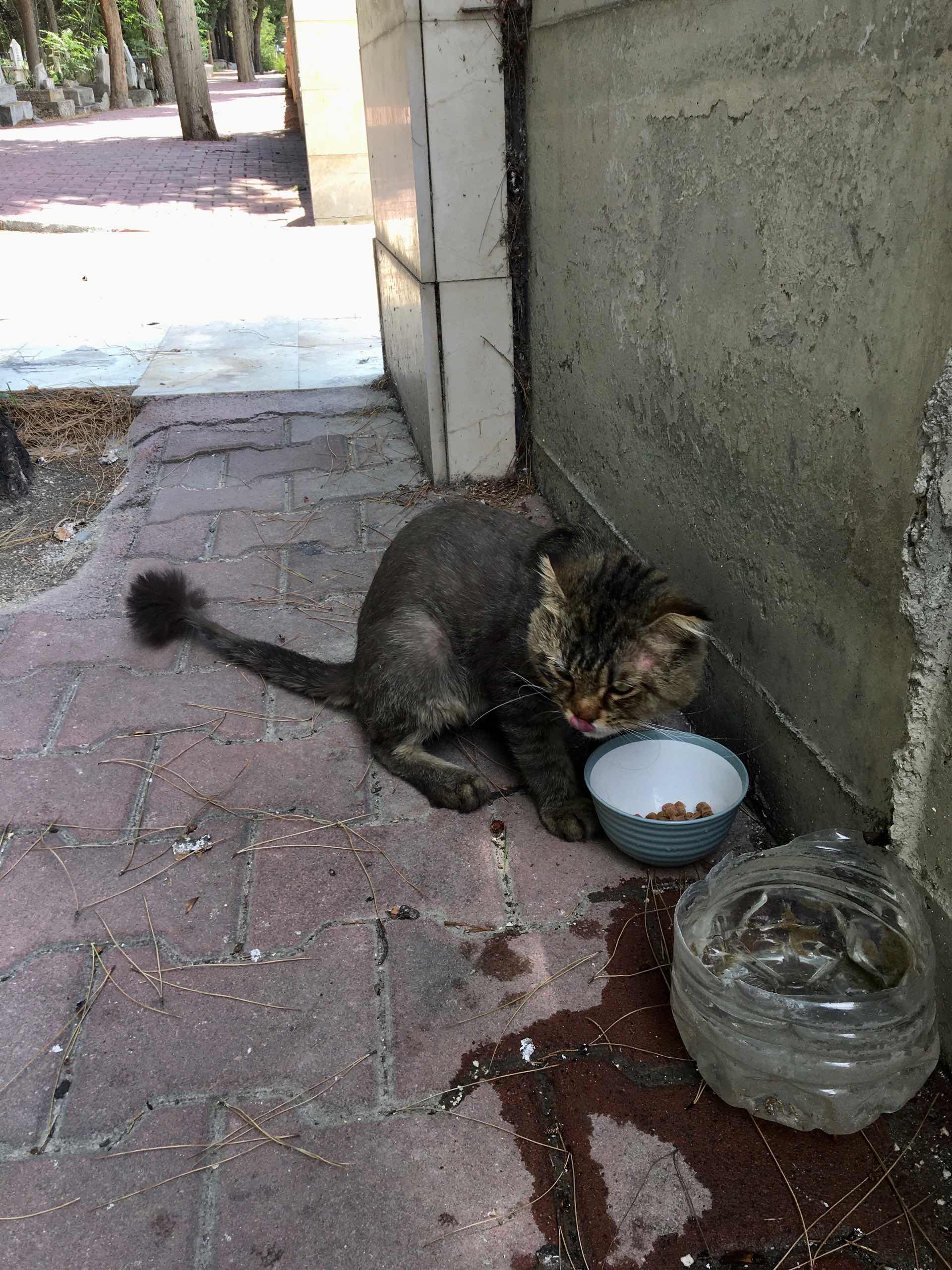 Cins erkek kedi bulundu 