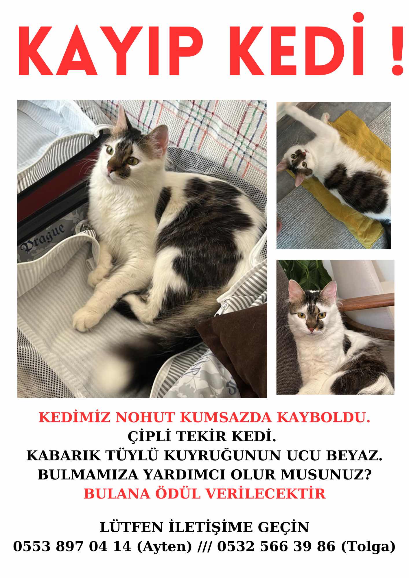 BURSA KUMSAZDA TEKİR KEDİM KAYBOLDU