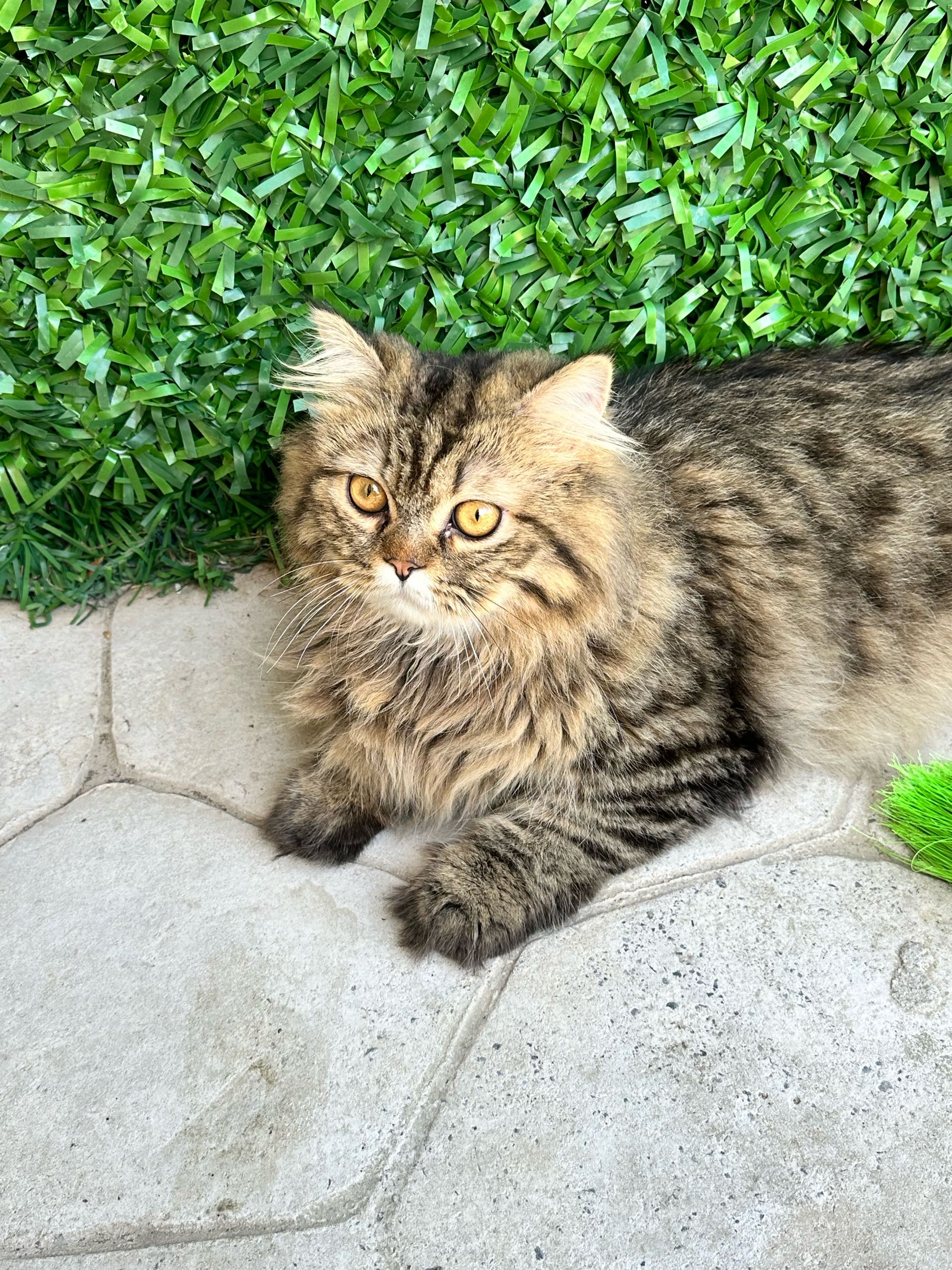 İstanbul esenlerde british longhair erkek kedi 11 aylık çipli kayıp