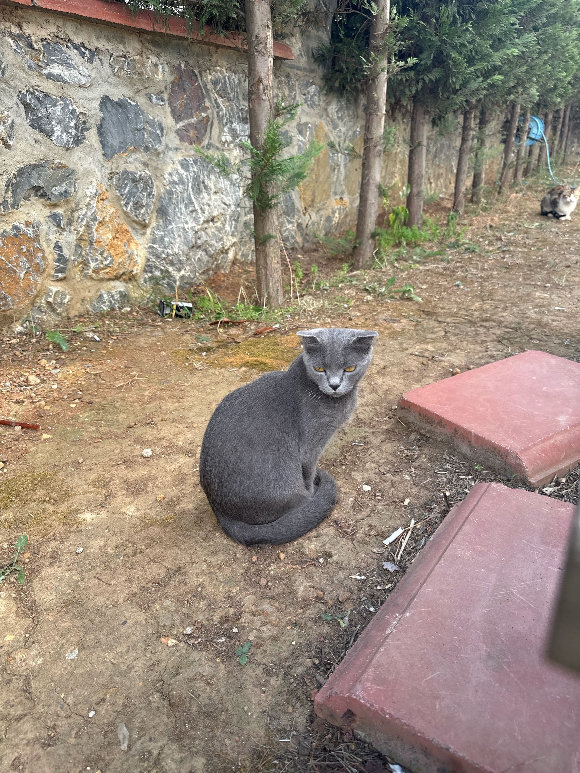 Necip Fazıl kayıp kedi