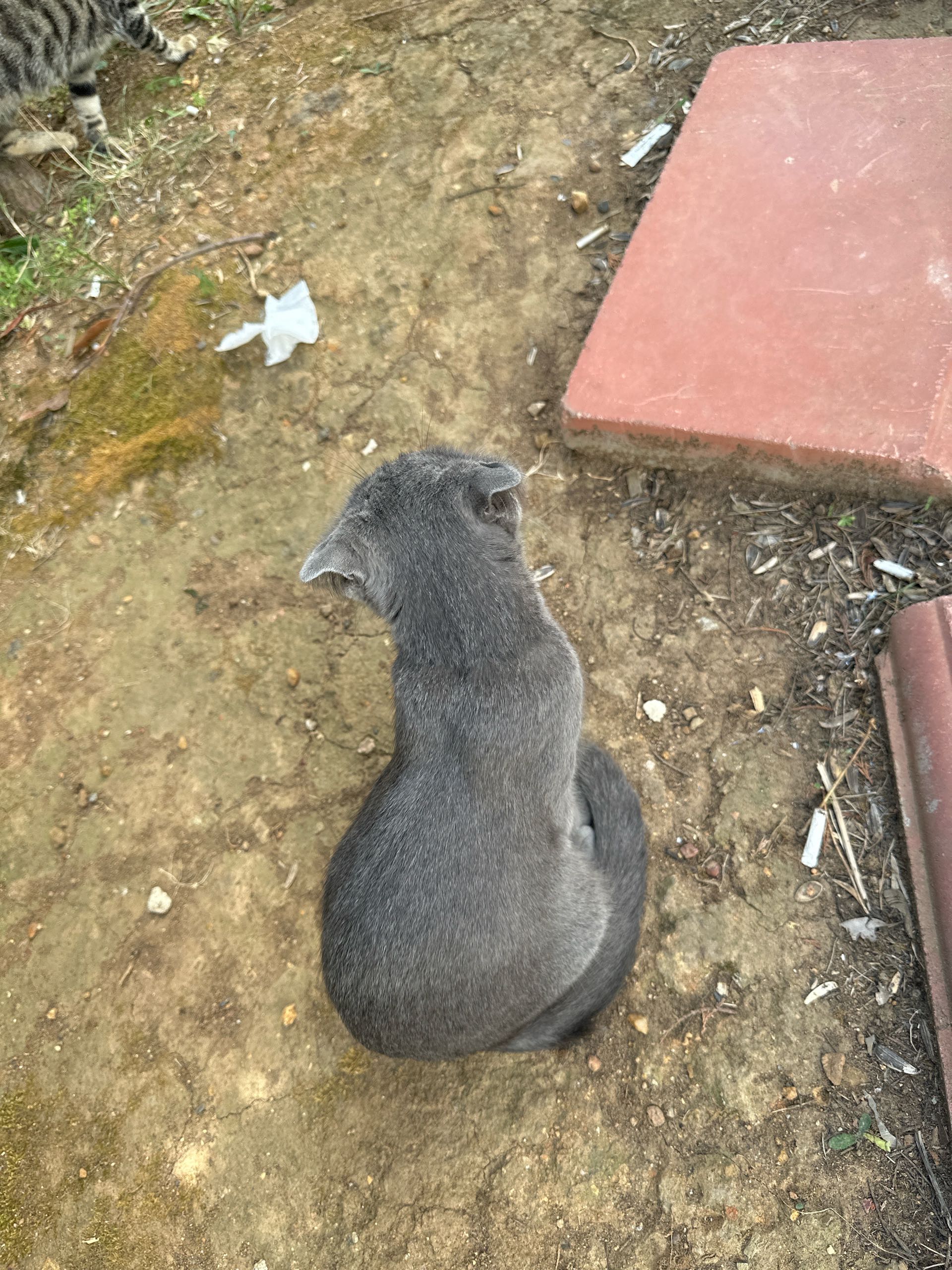 Necip Fazıl kayıp kedi