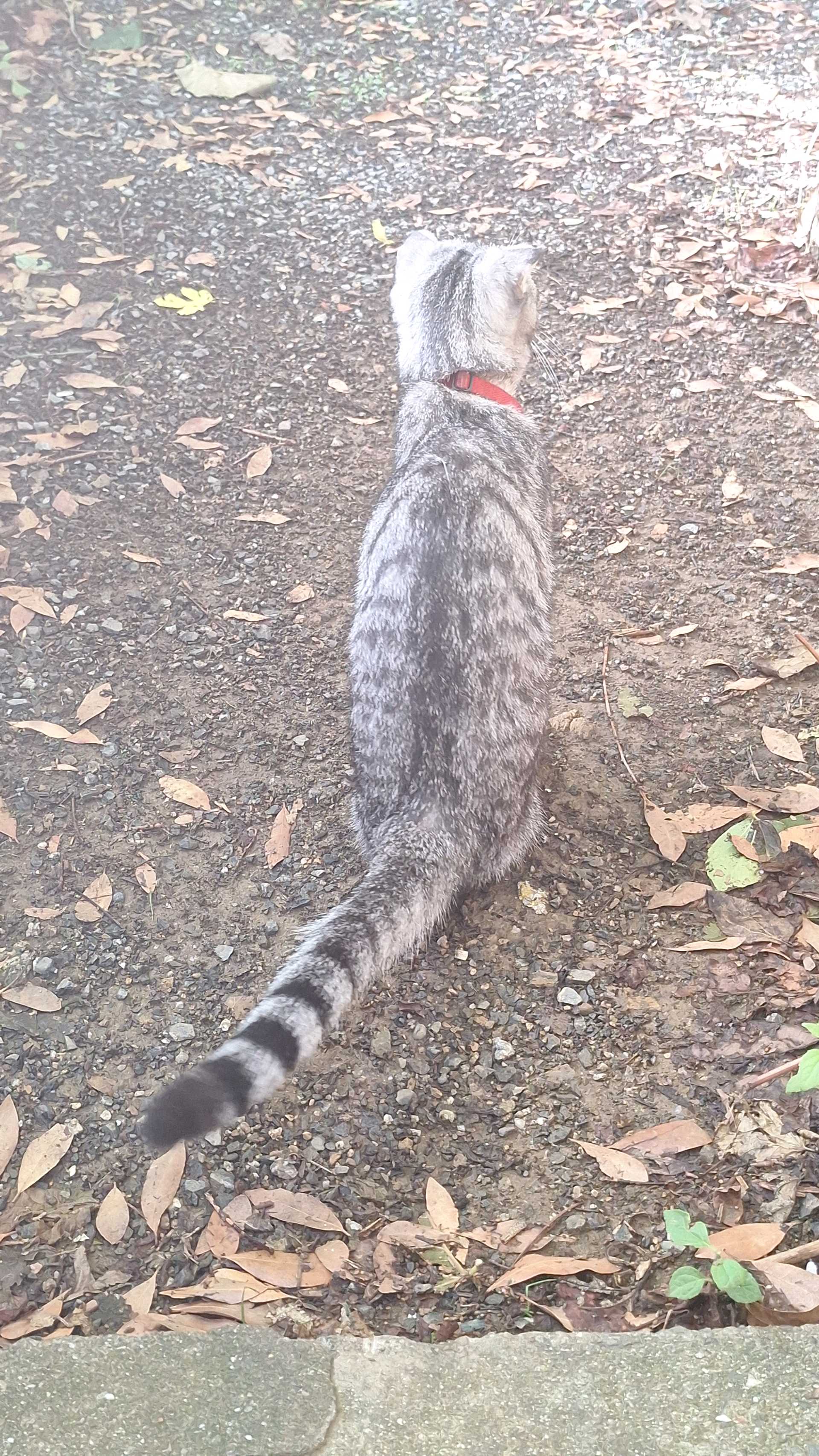 kayip kedi sahibini arıyor