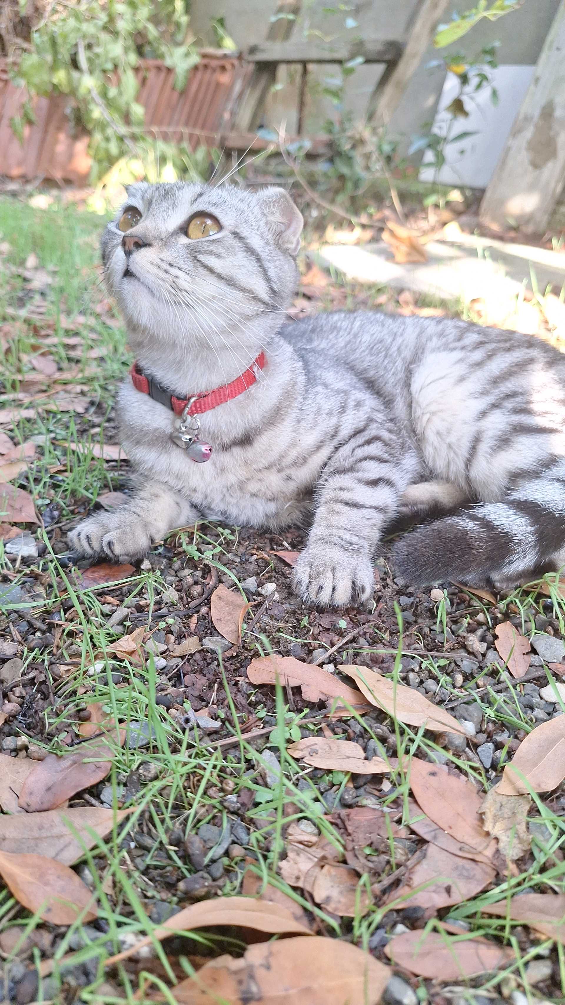 kayip kedi sahibini arıyor