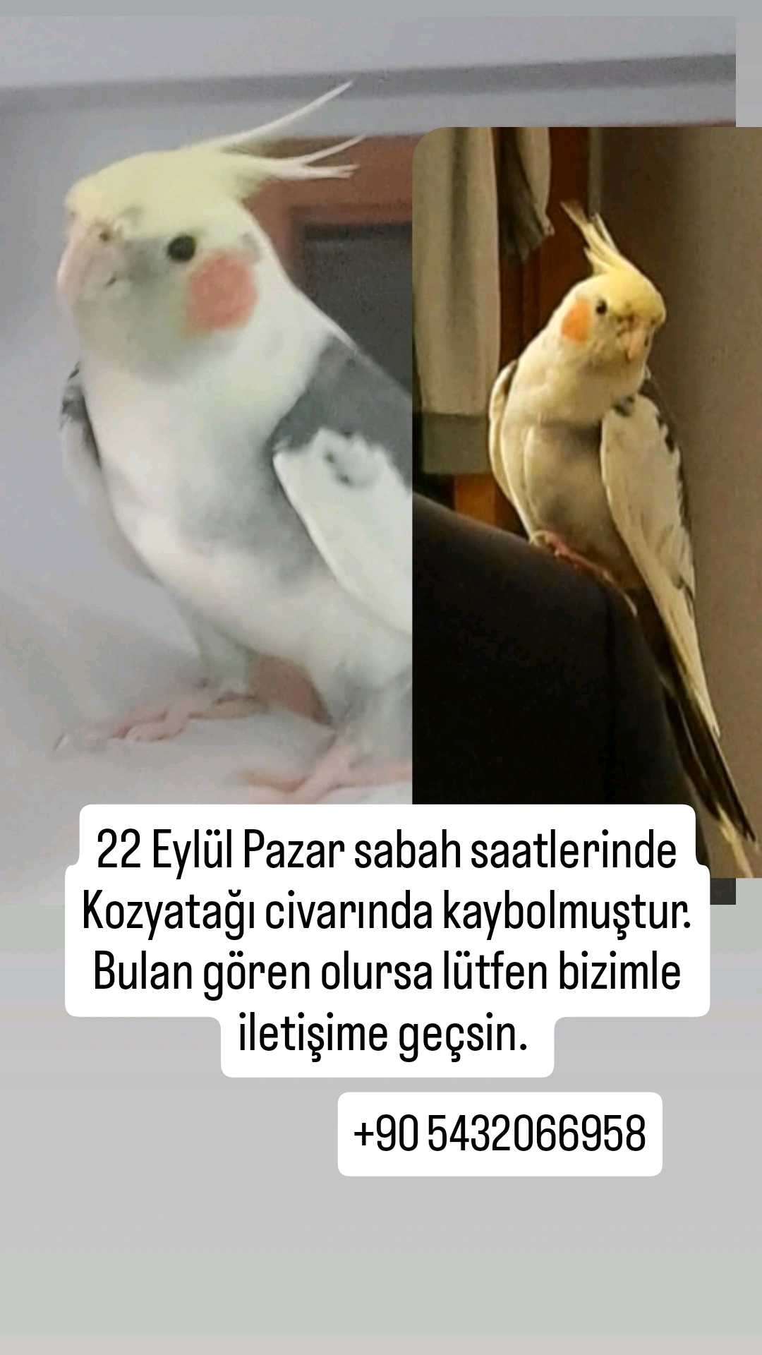 Kozyatağı kayıp sultan papağanı