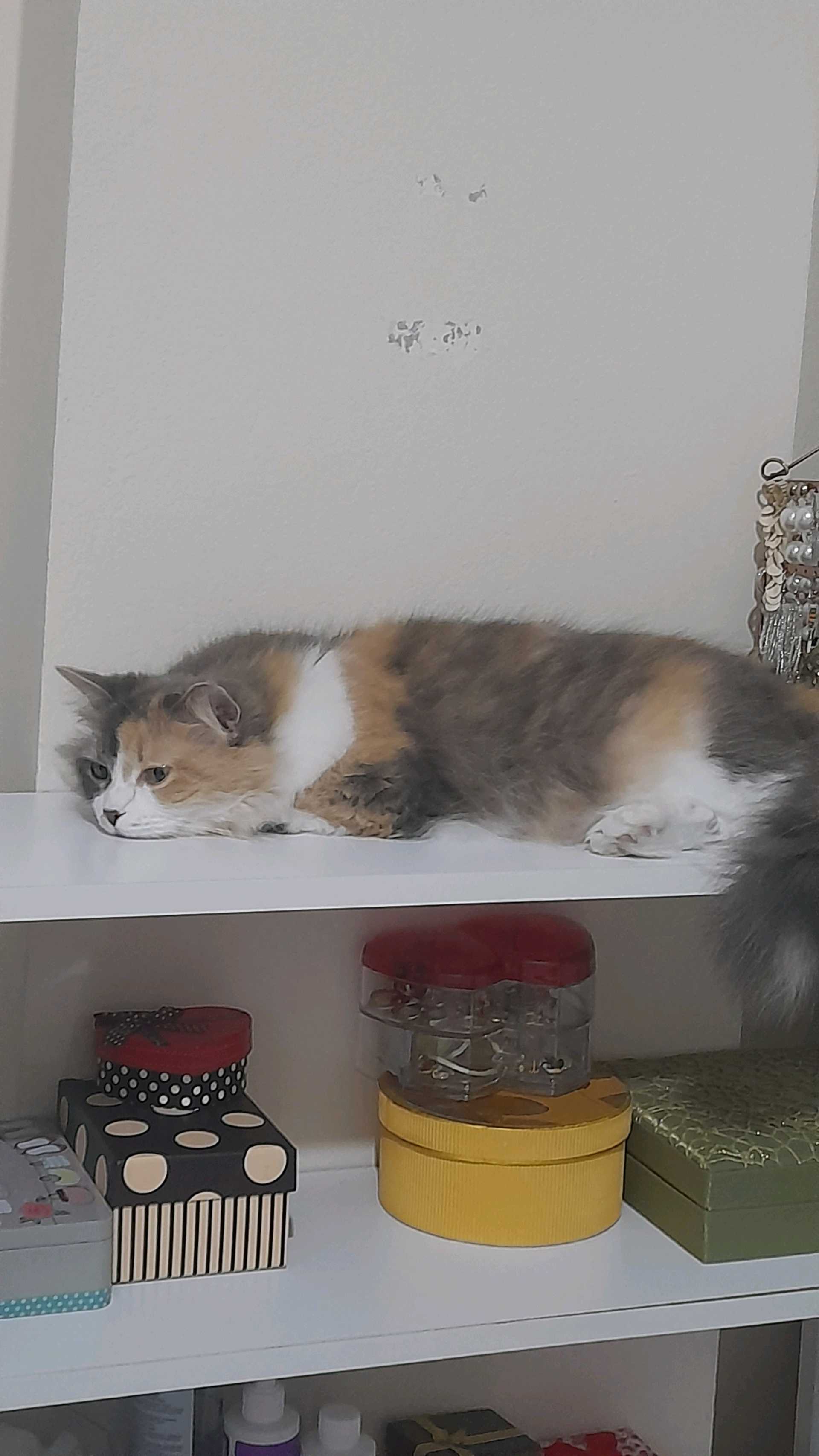 kayip kedi istanbul bahçelievler