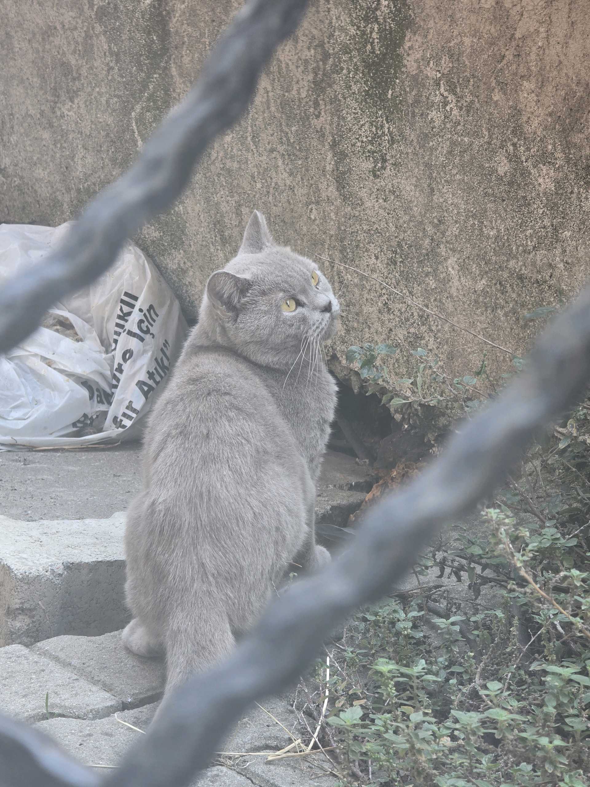 ataşehir sahipsiz kedi