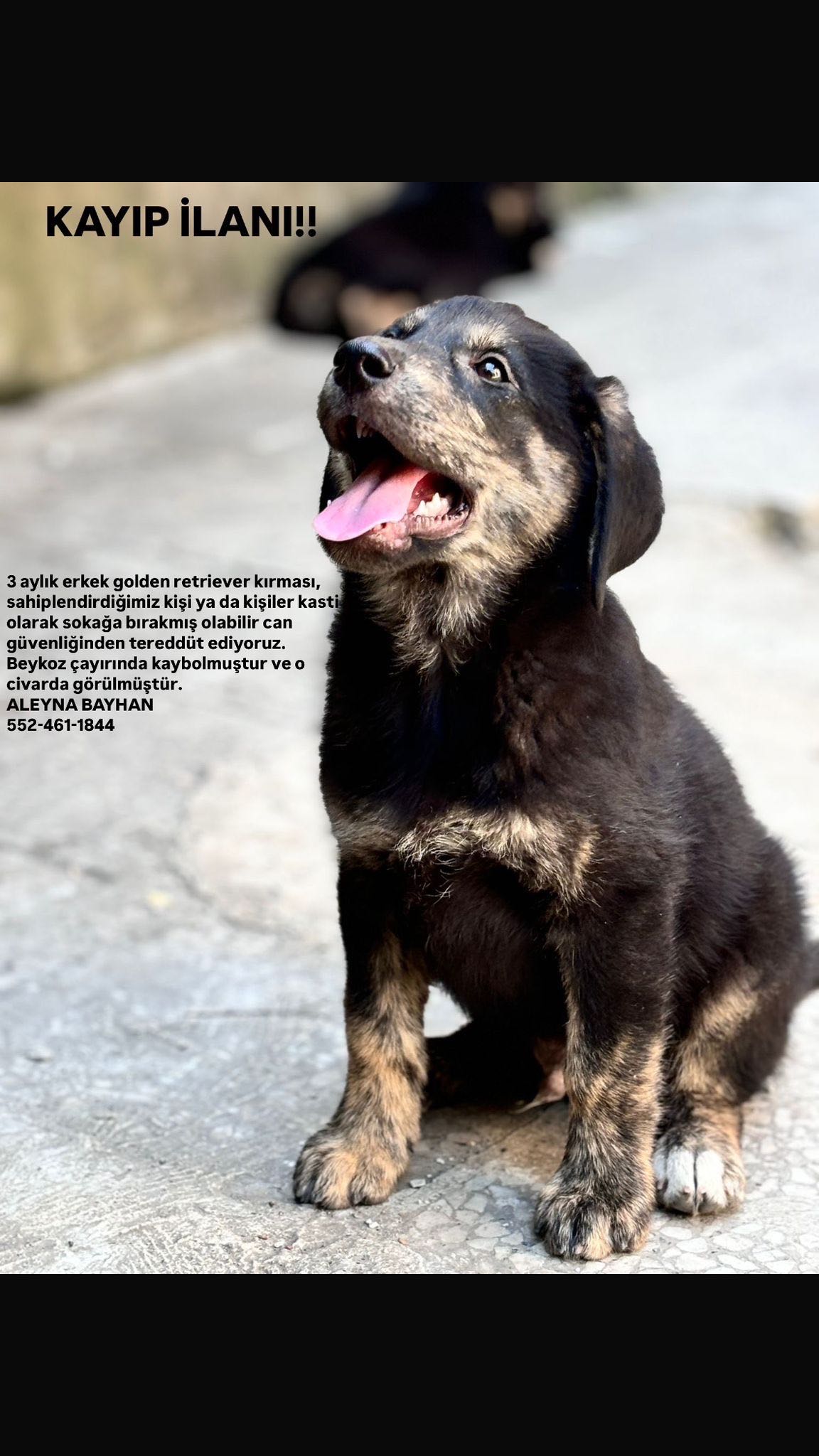 KÖPEĞİMİZ KAYIP