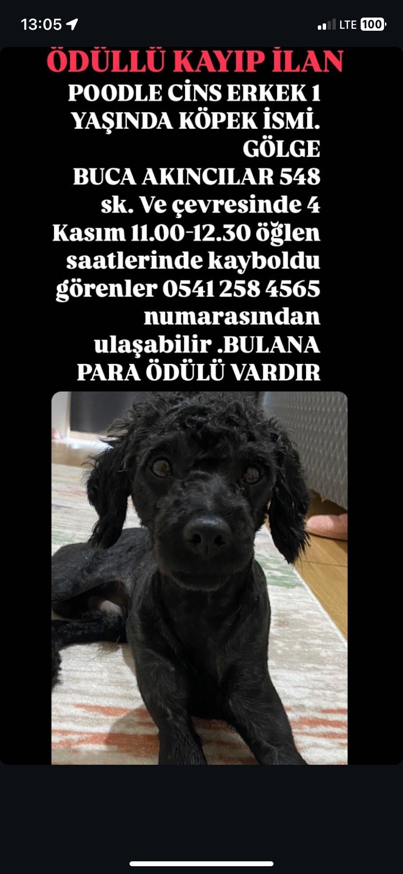 İZMİR BUCA KAYIP KÖPEK