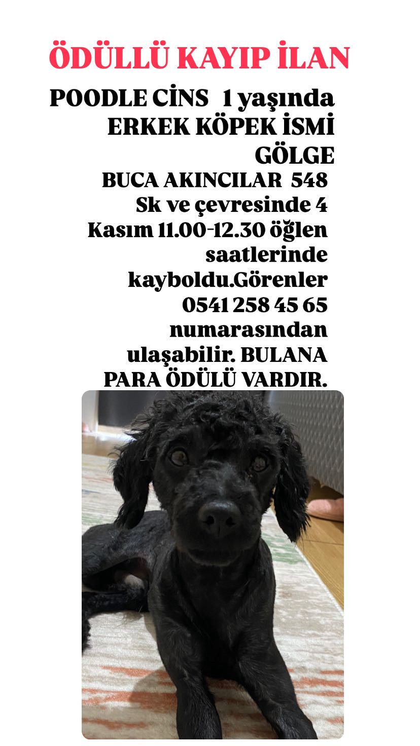 Para ödüllü İZMİR BUCA AKINCILAR 4 Kasım 548 sk ve çevresi Poodle Erkek siyah